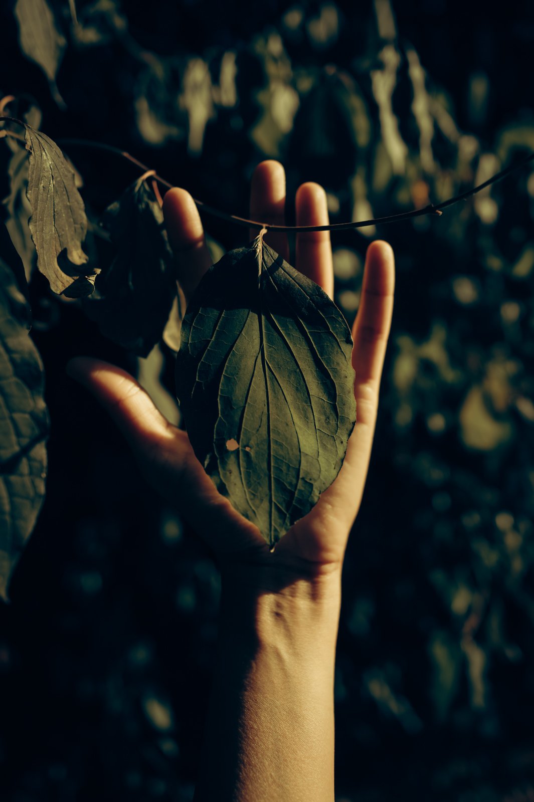 Nature studies-17.jpg