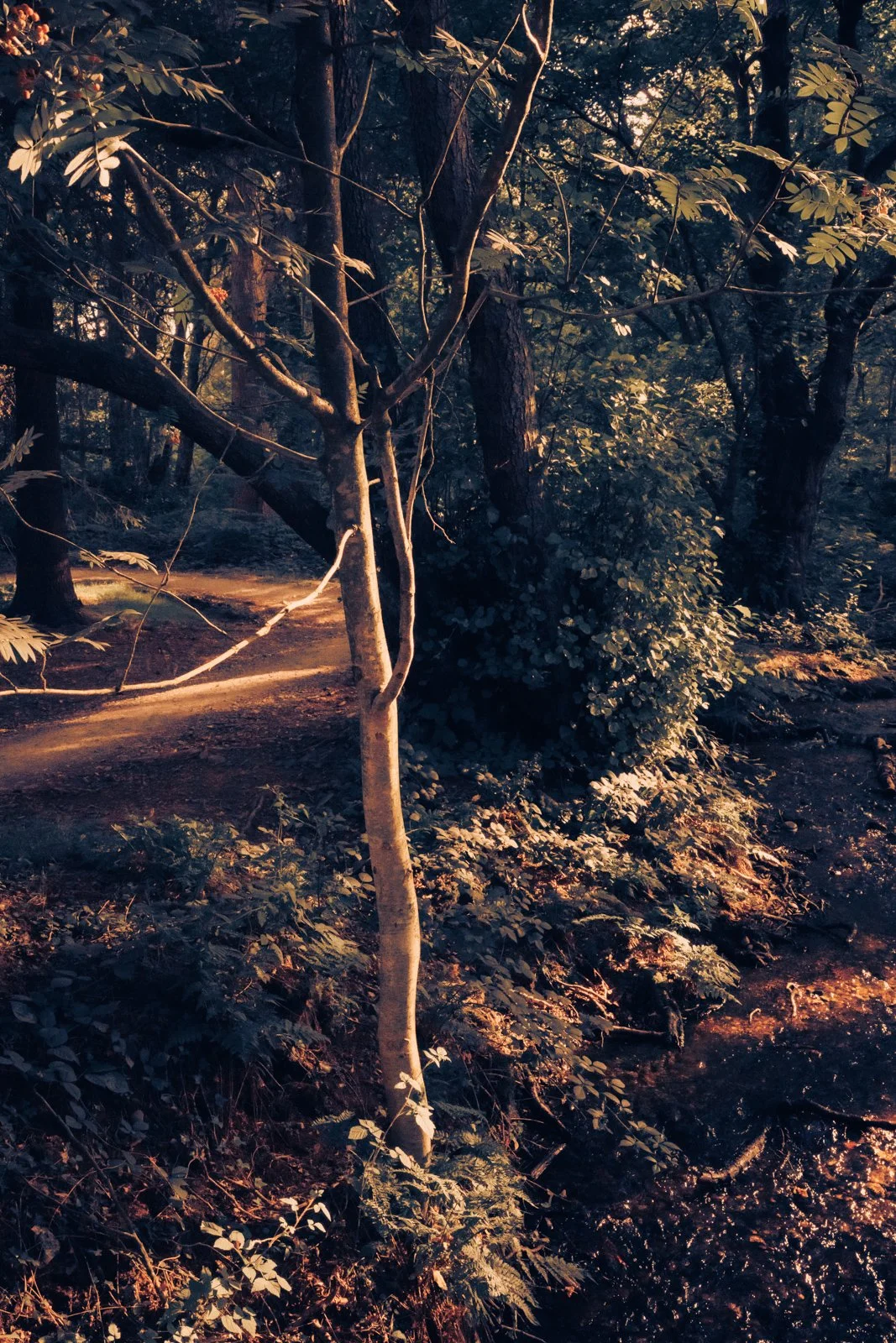 Nature studies-8.jpg