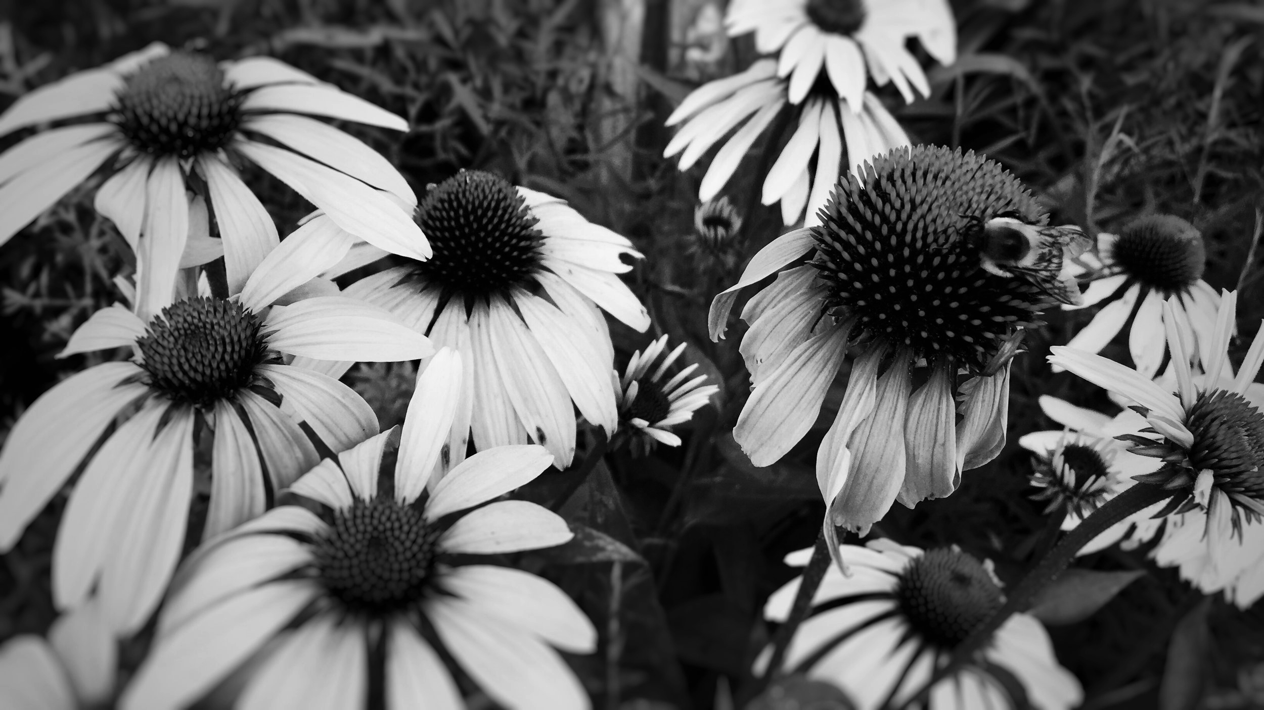 HOMES FOR SALE IN BATH OHIO