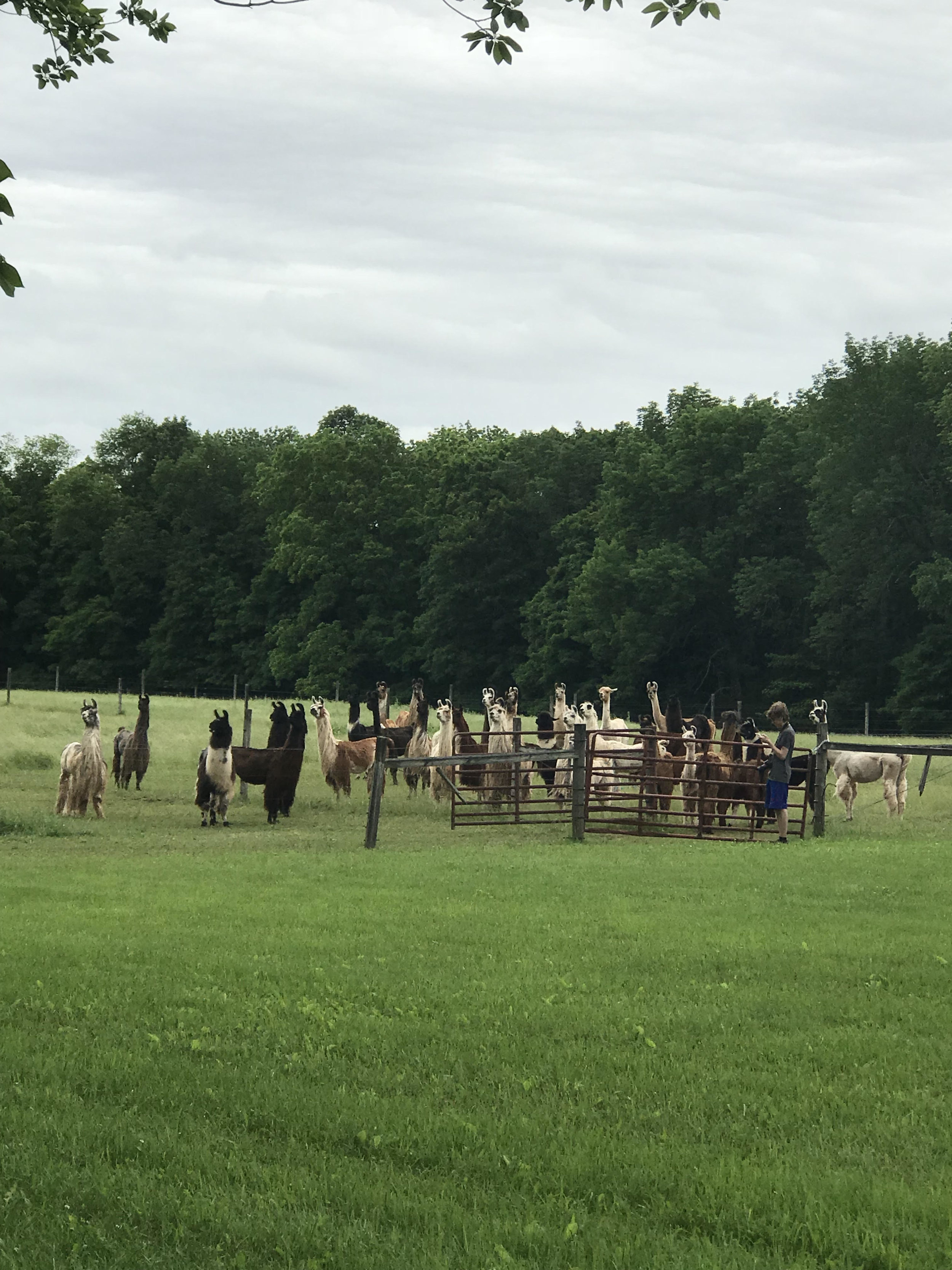 woodedge farm, stockton nj