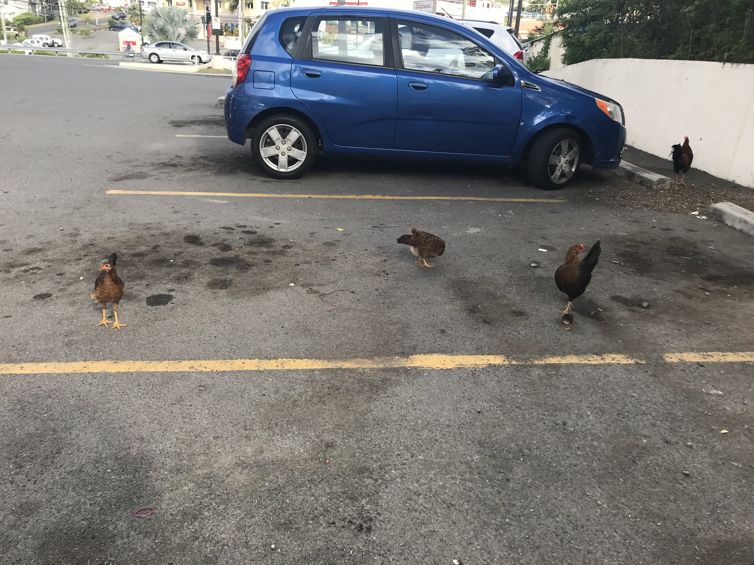 even chickens need a spot to park
