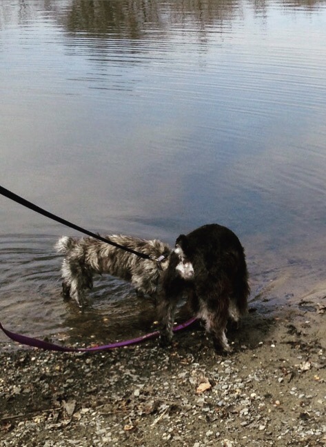 cat and charlie in a lake.jpg