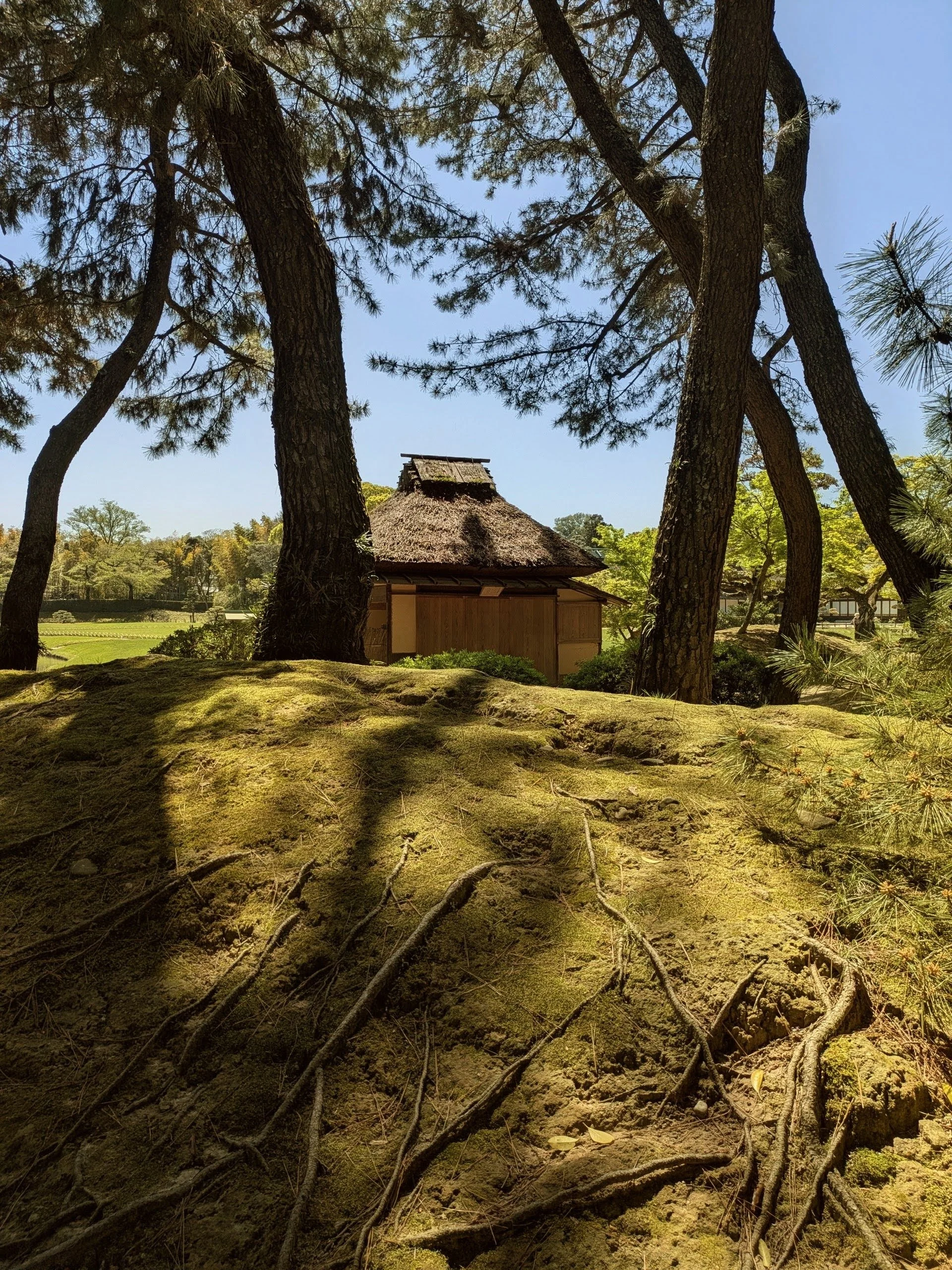 A moss garden in Japan with trees and pavilion