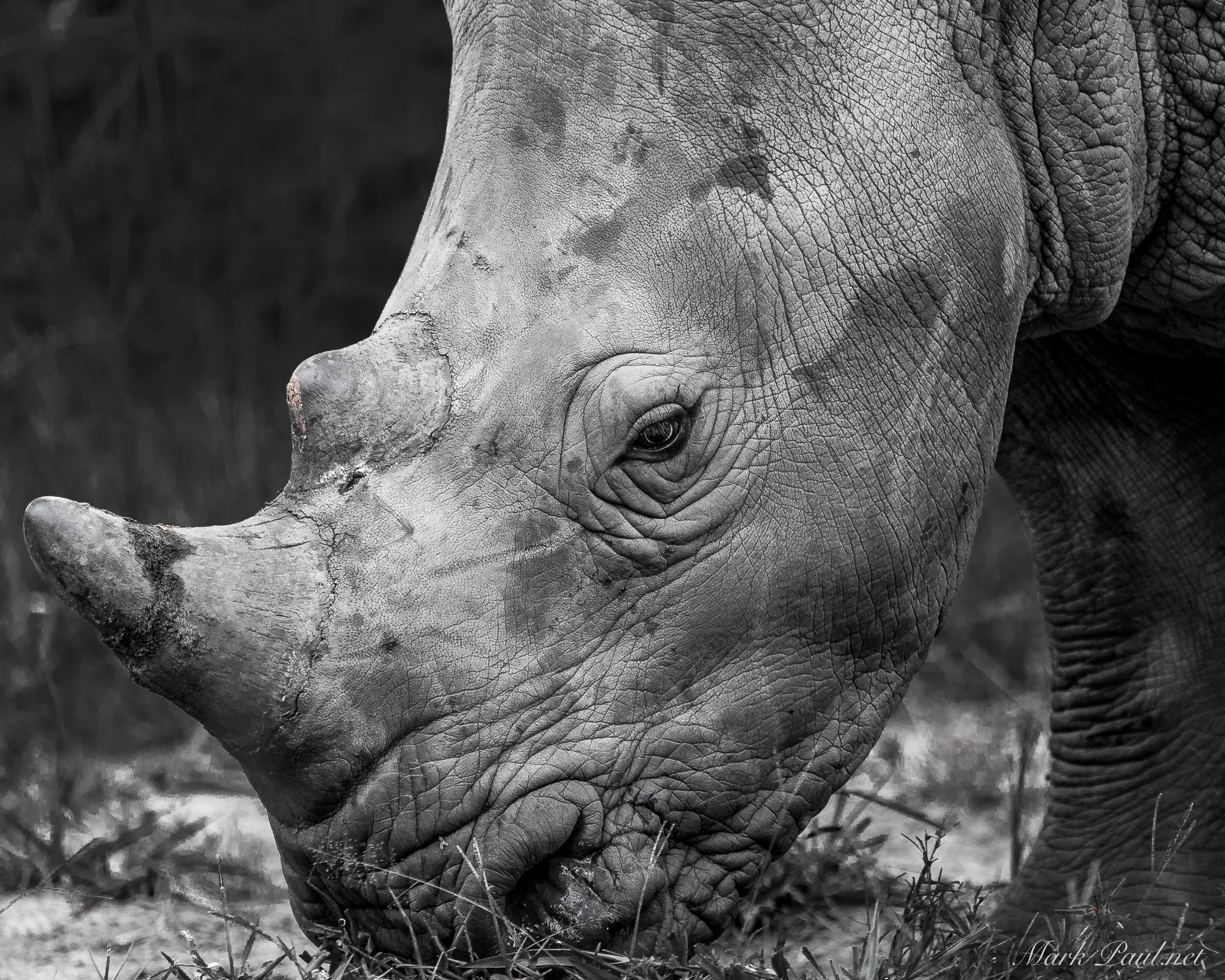Ziwa Rhino Sanctuary, Uganda