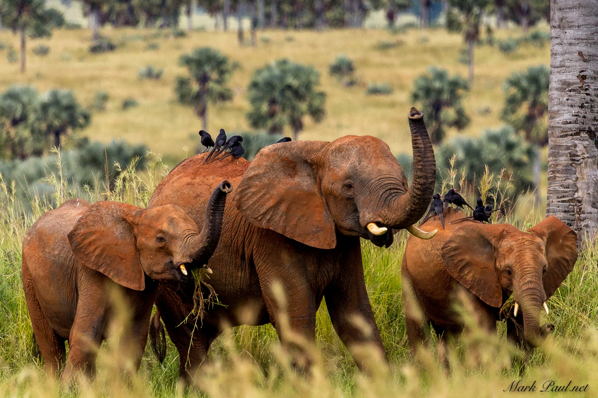 Murchison Falls National Park, Uganda