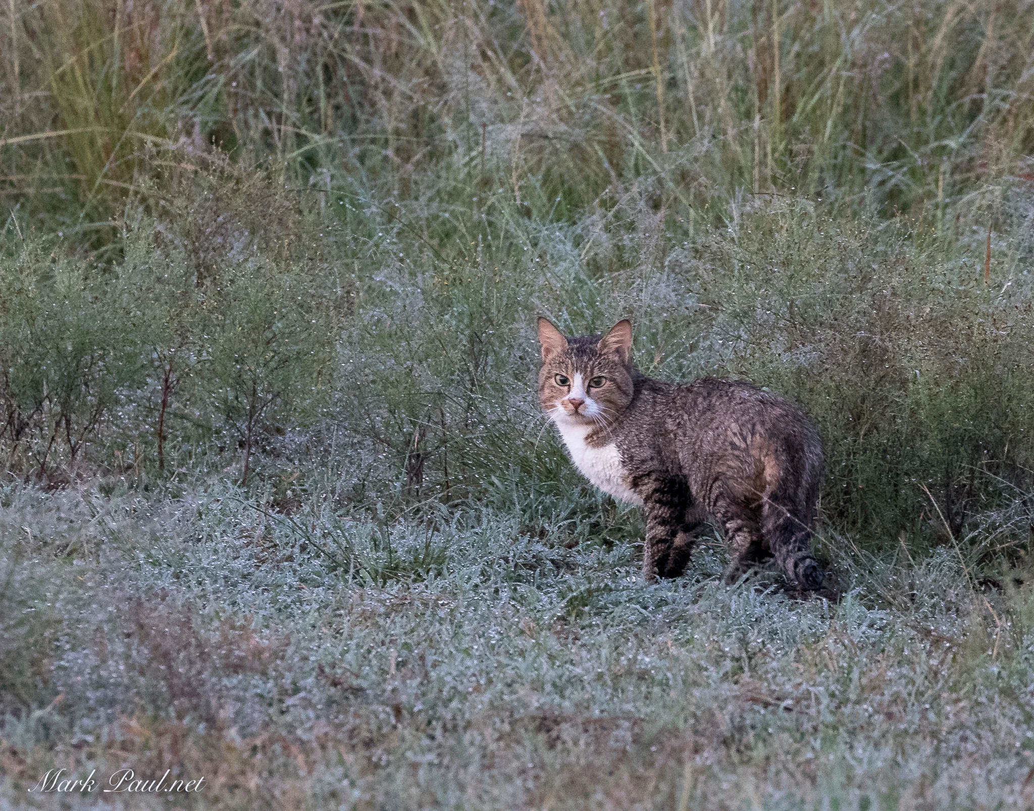 African Wild Cat, Masai Mara, Kenya