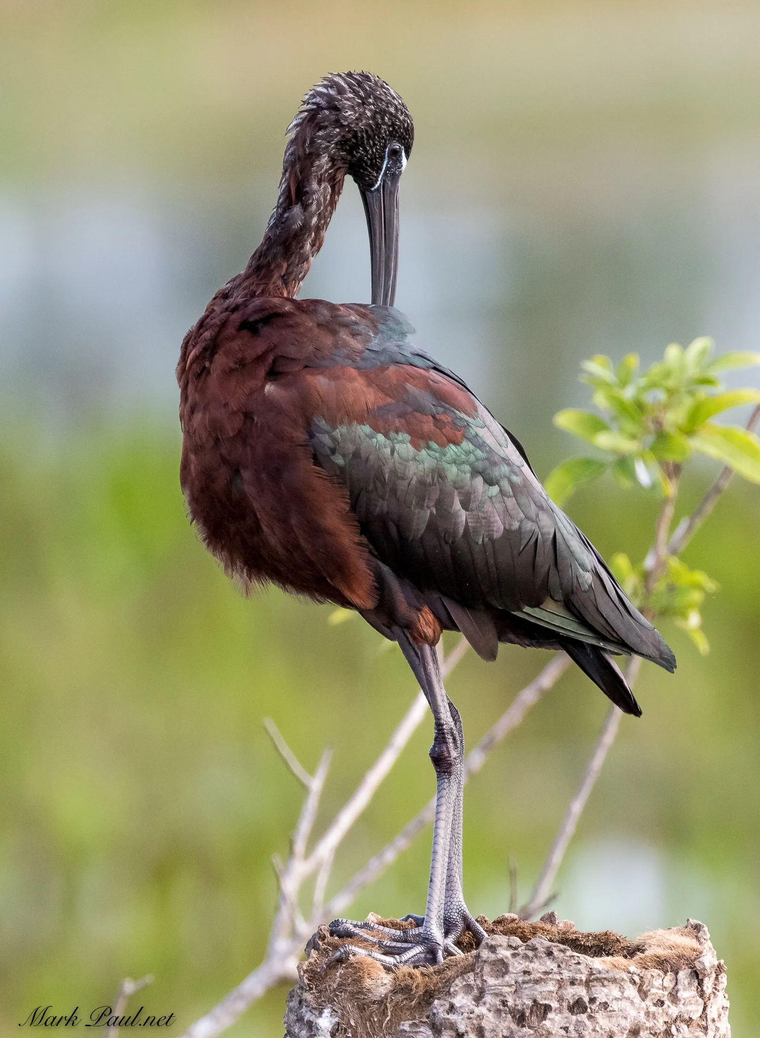Glossy Ibis, FL