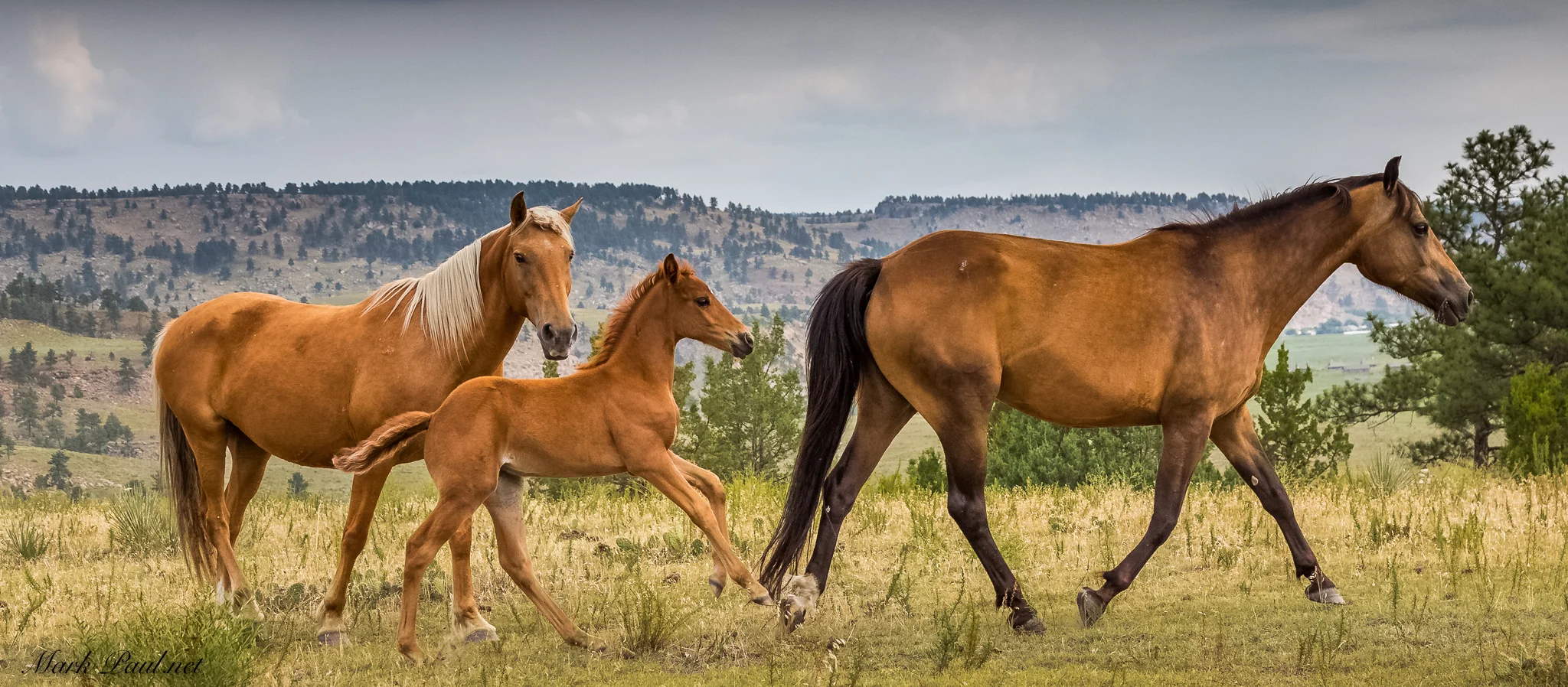 Black Hills Wild Horse Sanctuary, SD