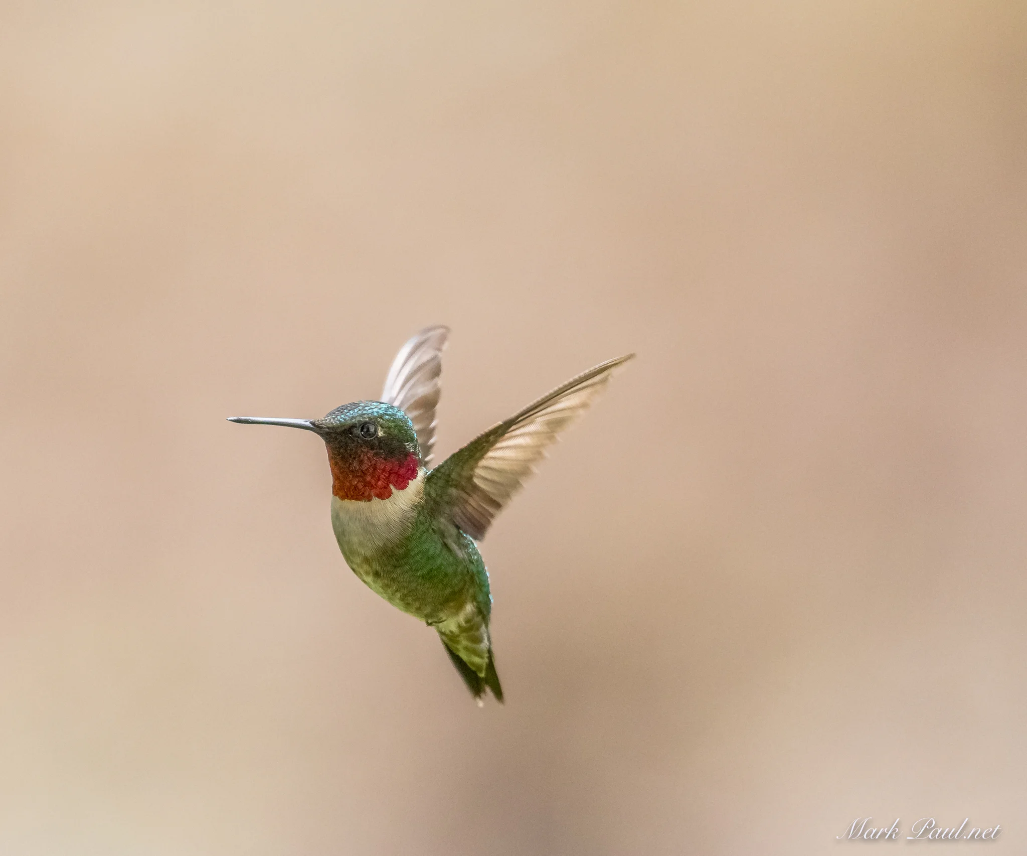 Ruby-throated Hummingbird