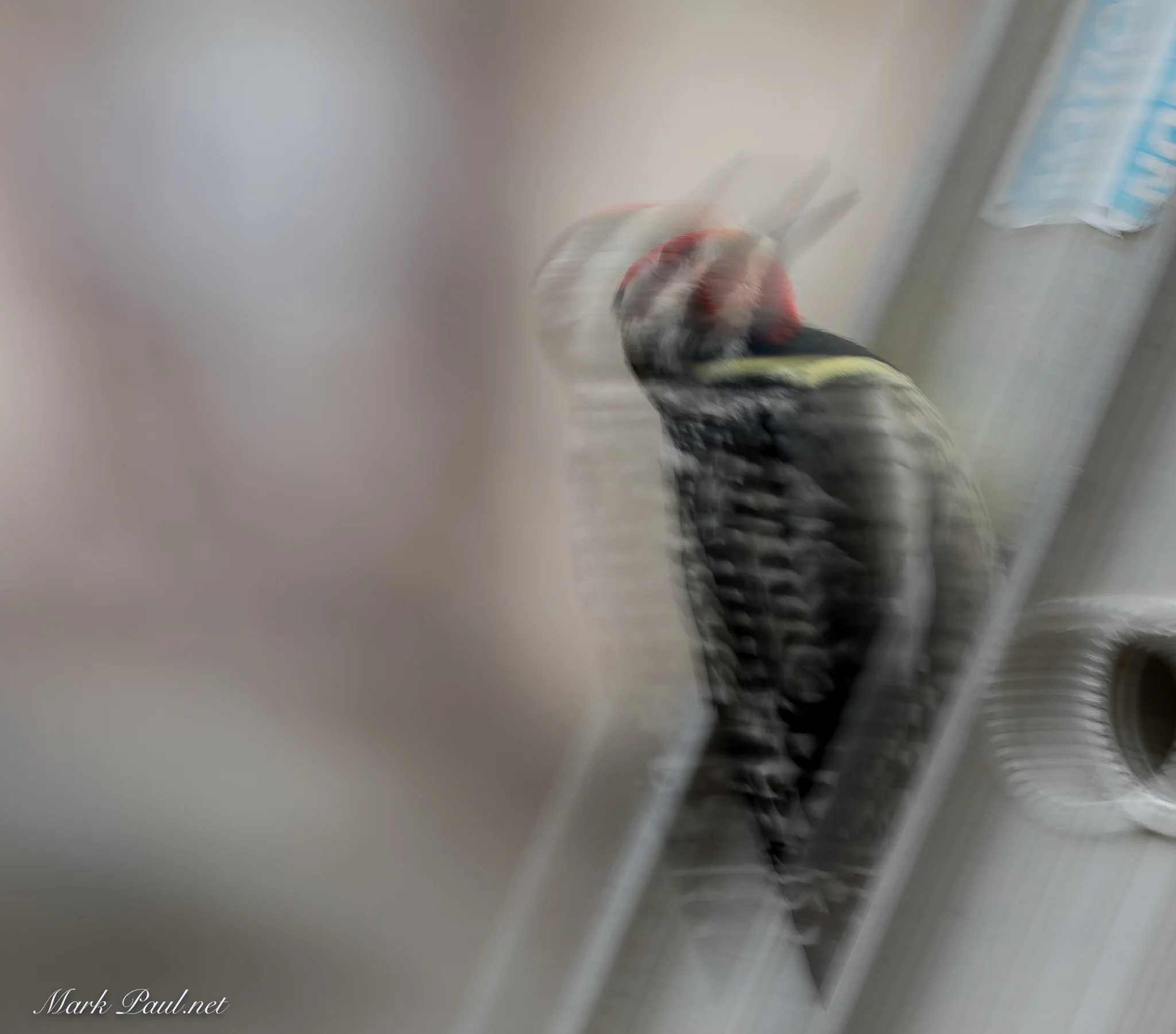 Yellow-bellied Sapsucker, VT