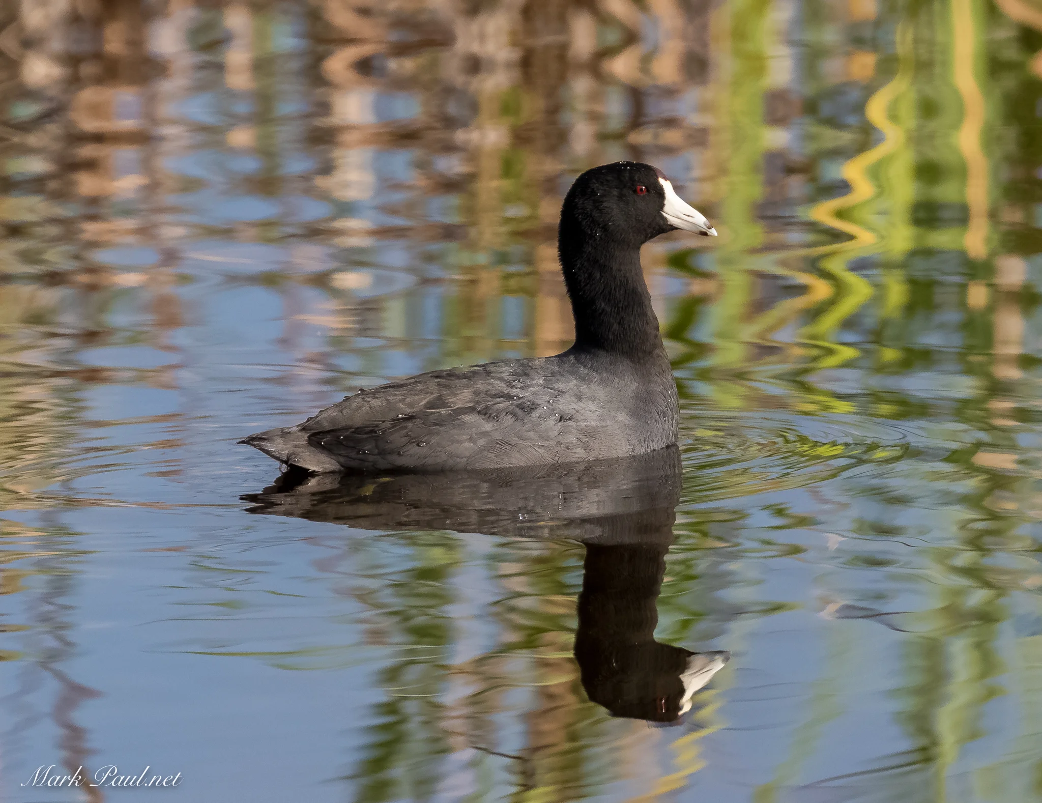 Coot, FL
