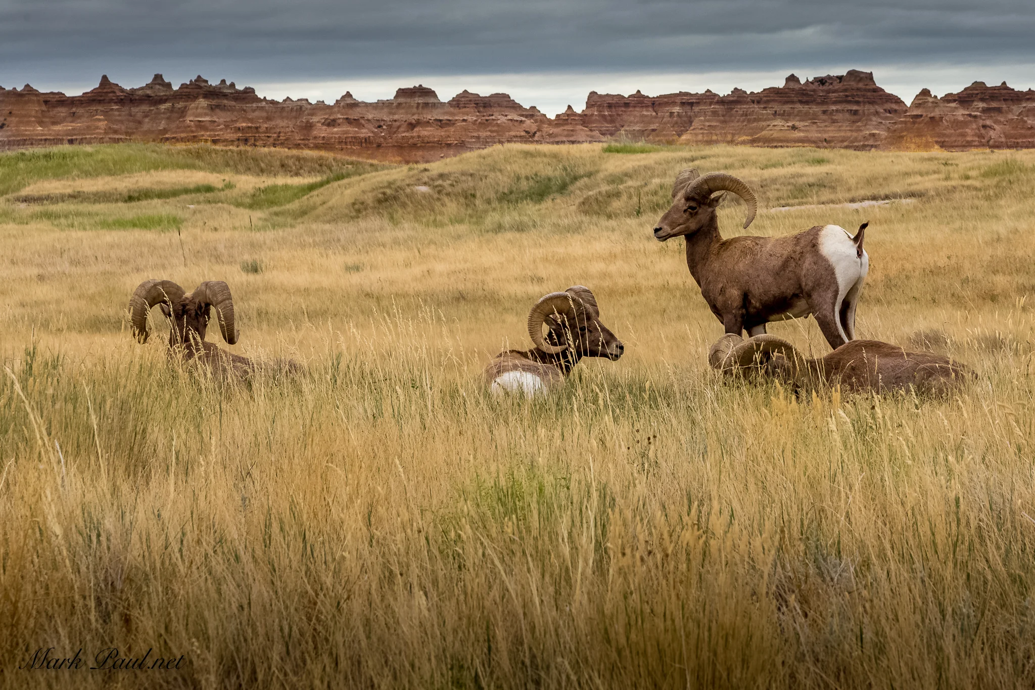 Bighorn Sheep, Badlands National Park, SD
