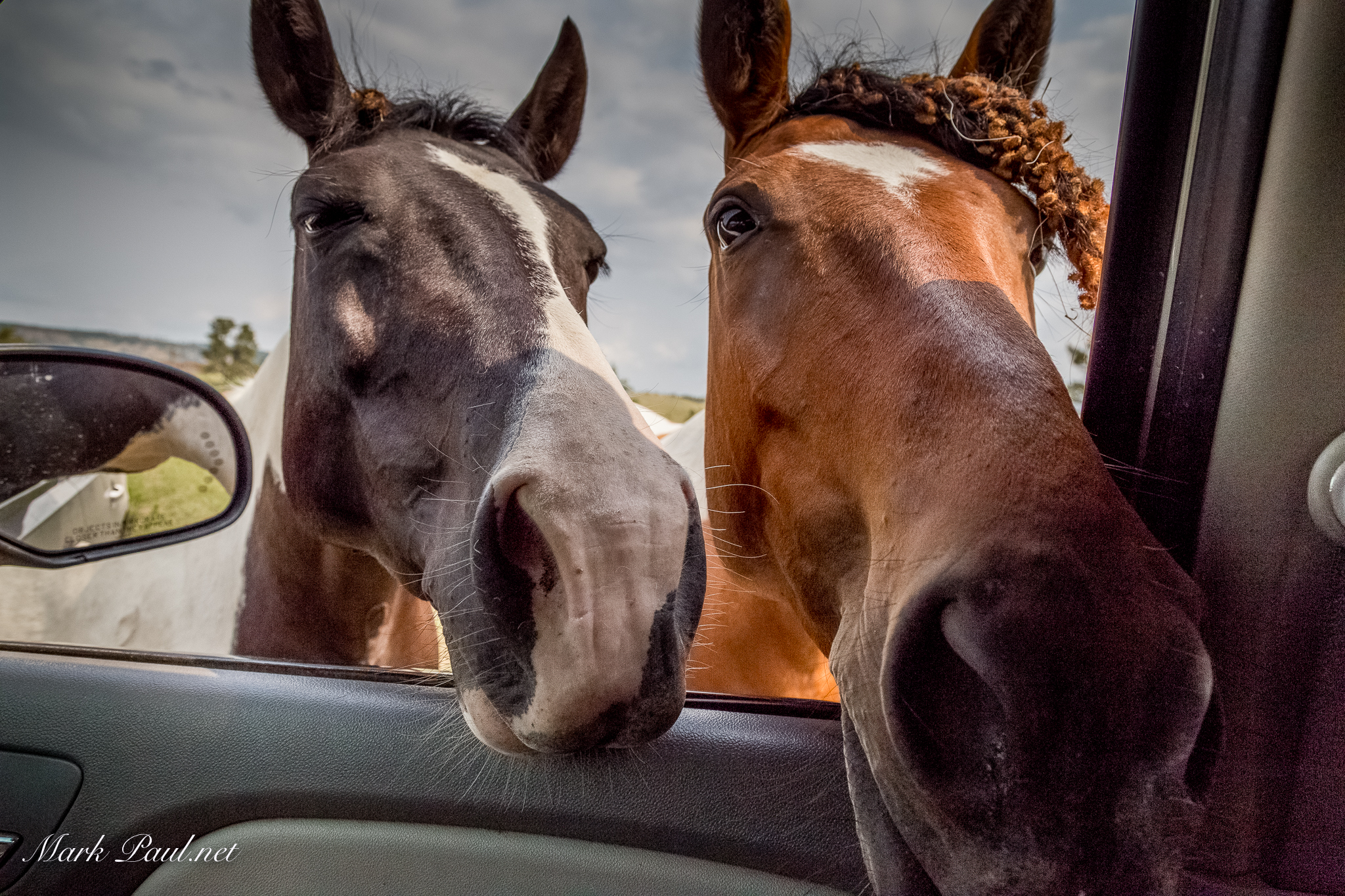 Black Hills Wild Horse Sanctuary, SD