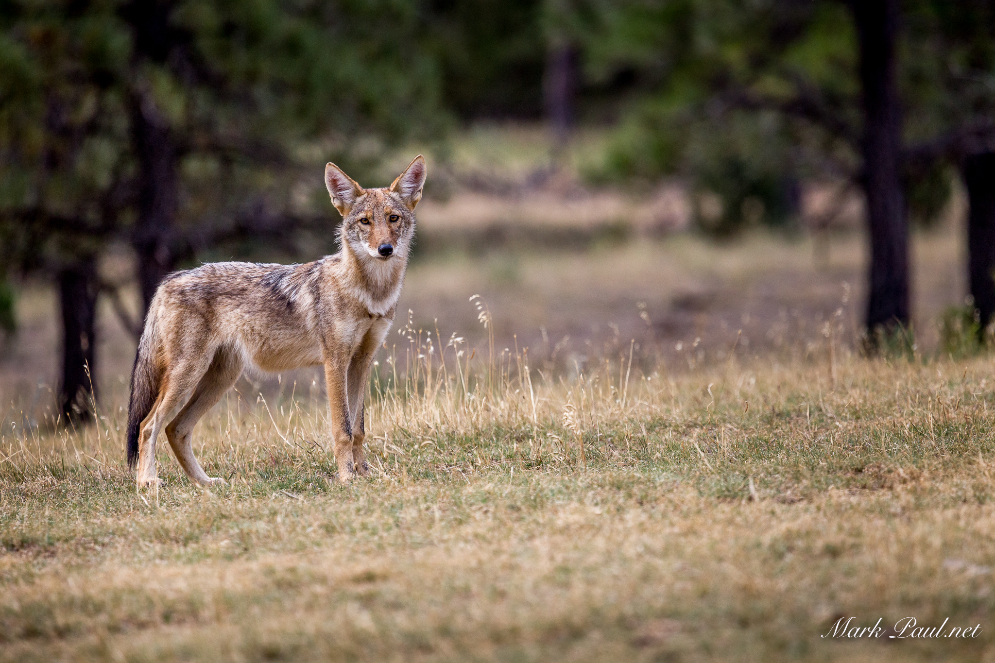 Coyote, SD