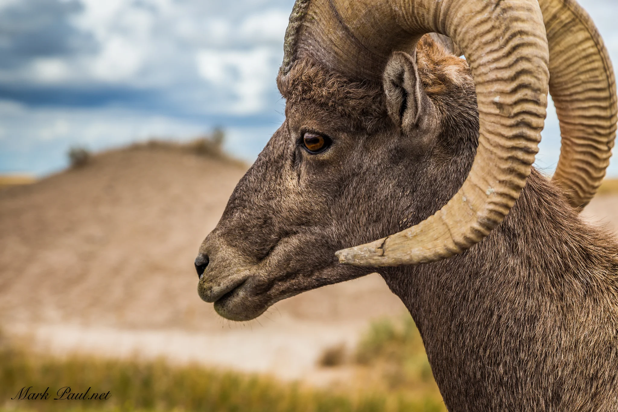 Bighorn Sheep, Badlands National Park, SD