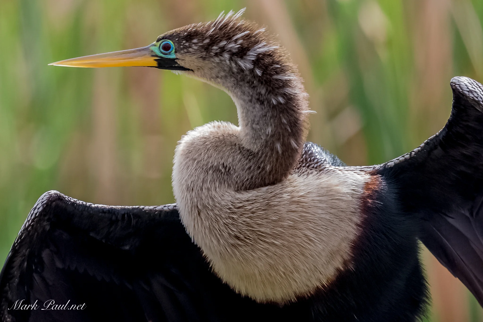 Anhinga, FL