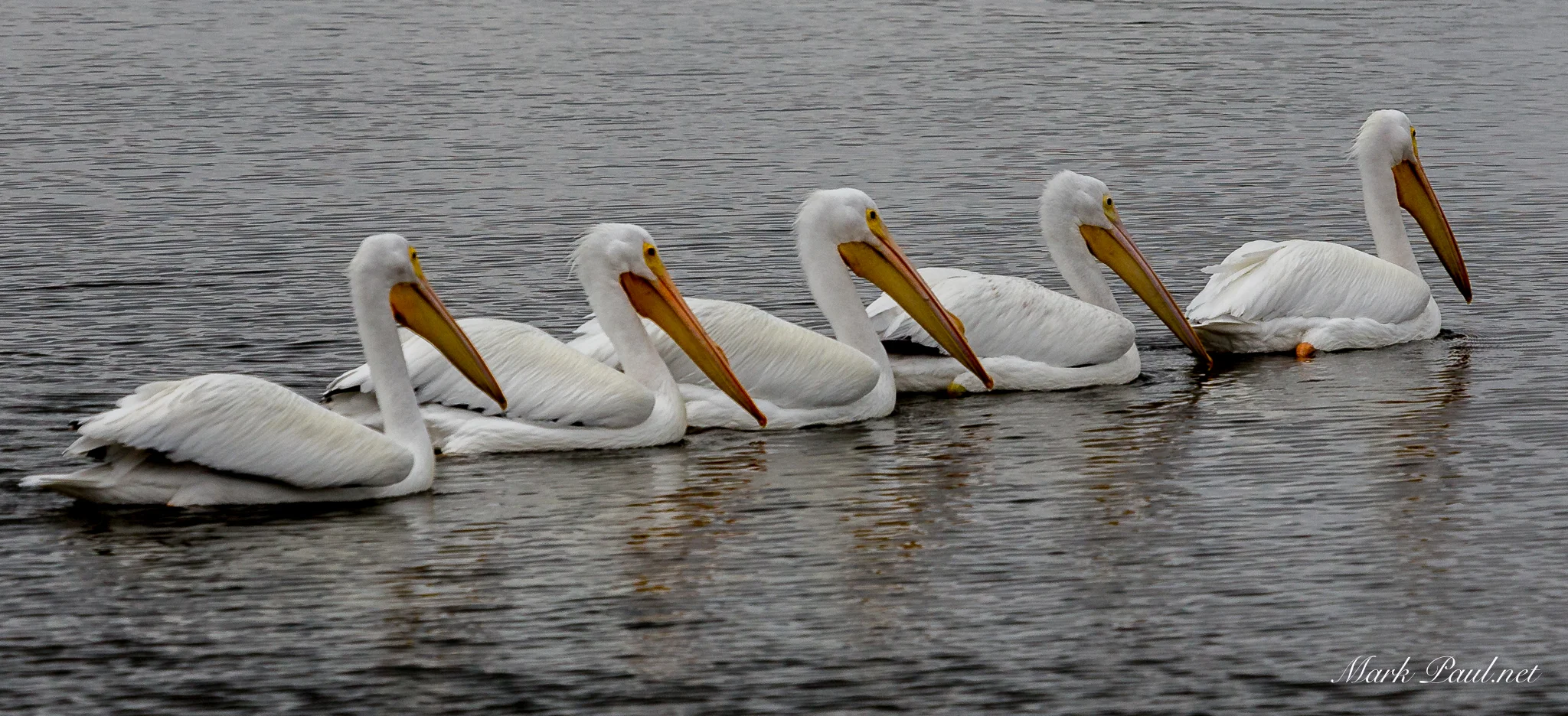 American White Pelican, FL