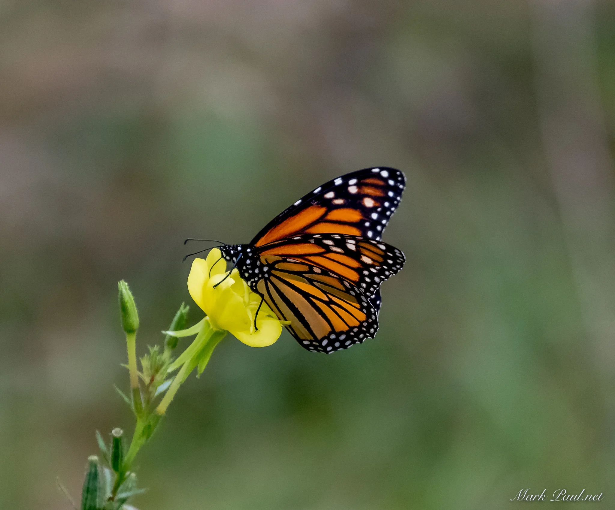 Monarch, VT