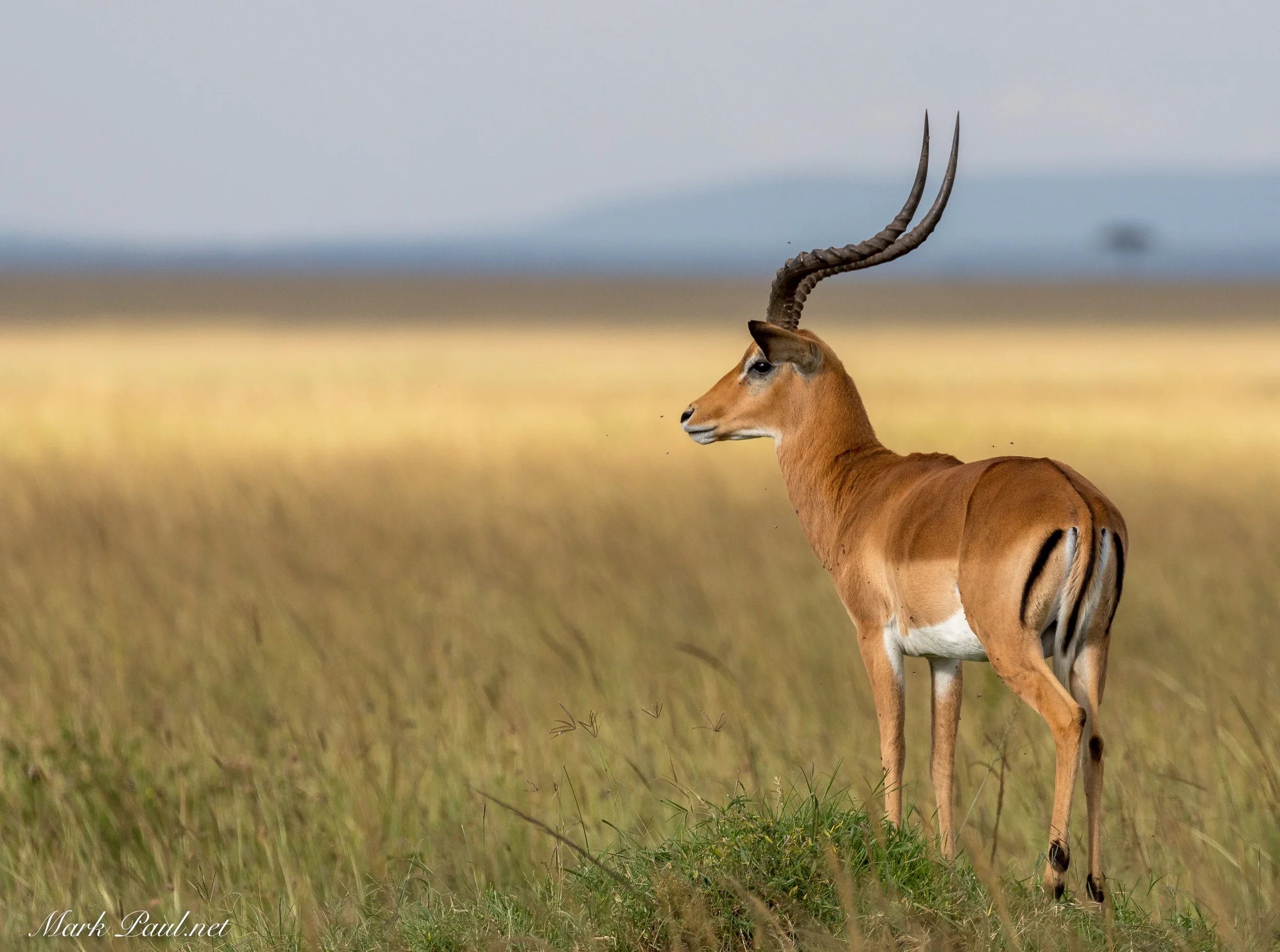 Maasai Mara