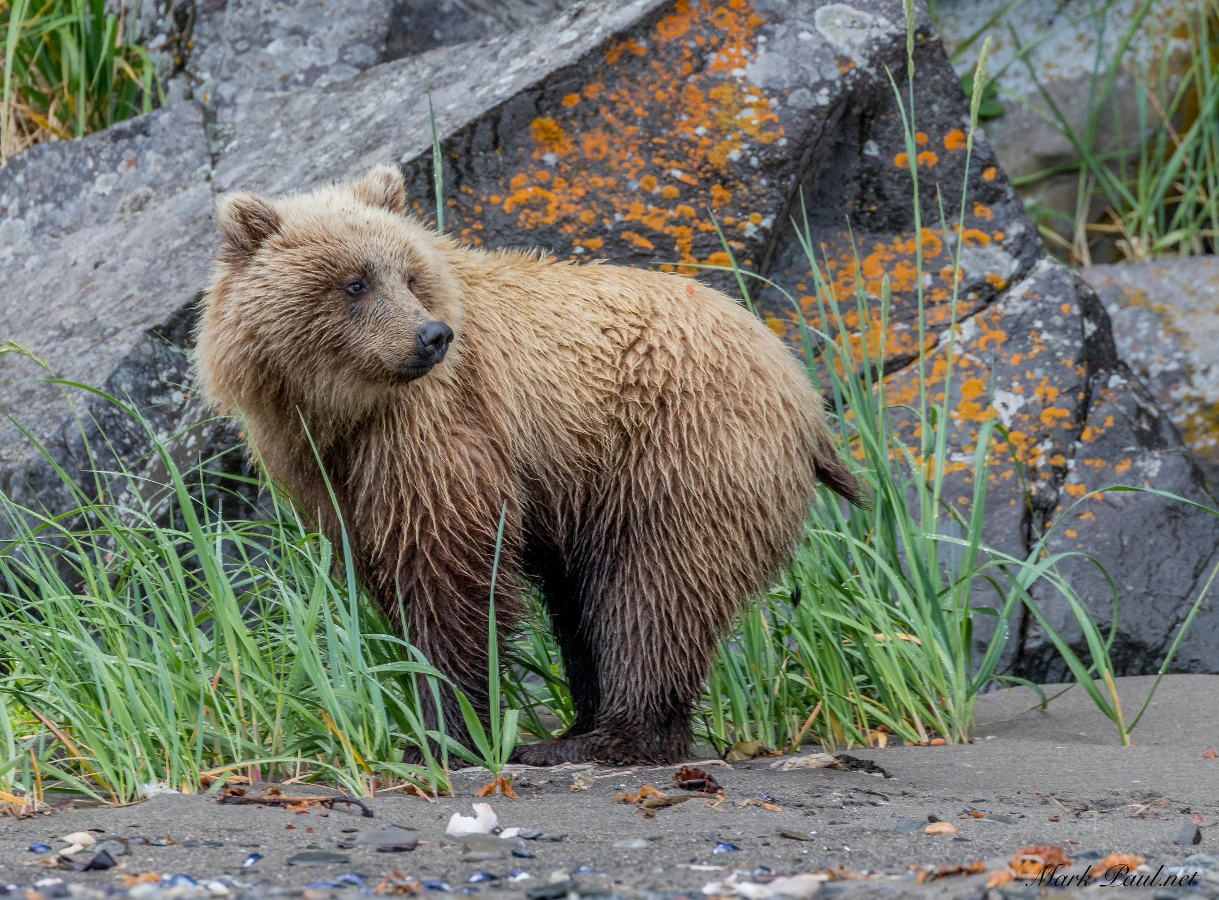Cinnamon Girl, Alaska Brown Bear