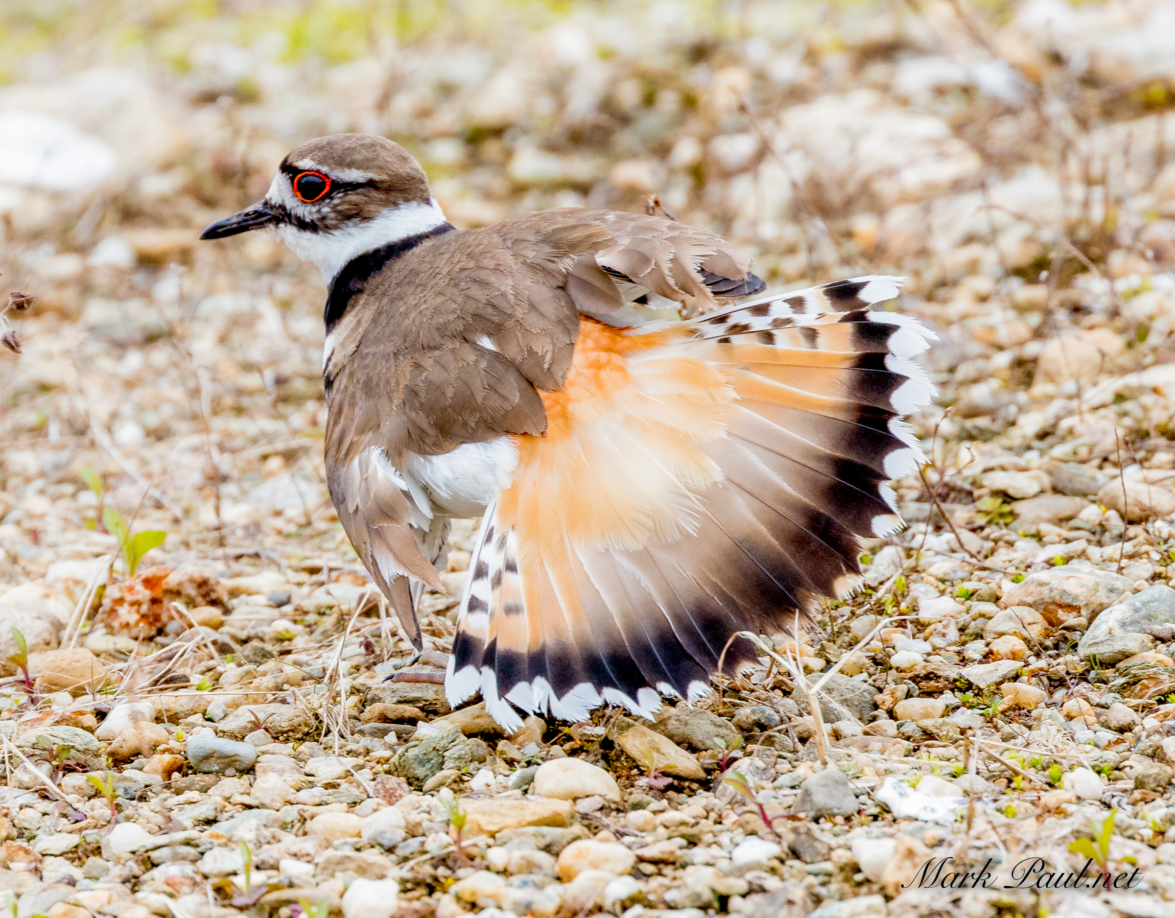 Killdeer