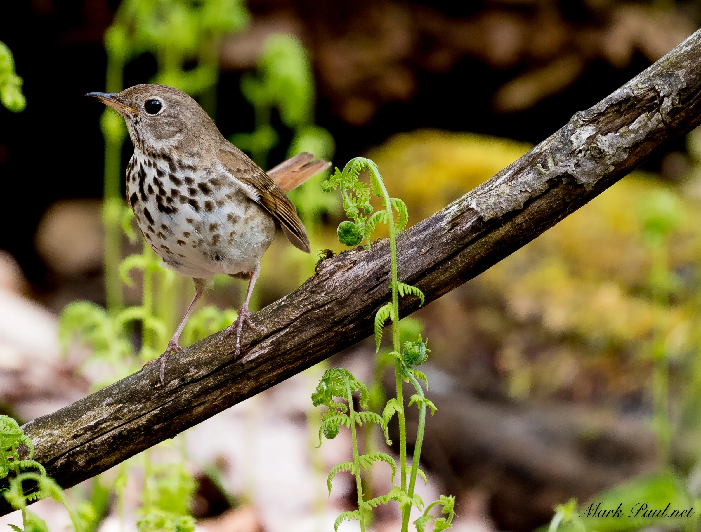 Hermit Thrush