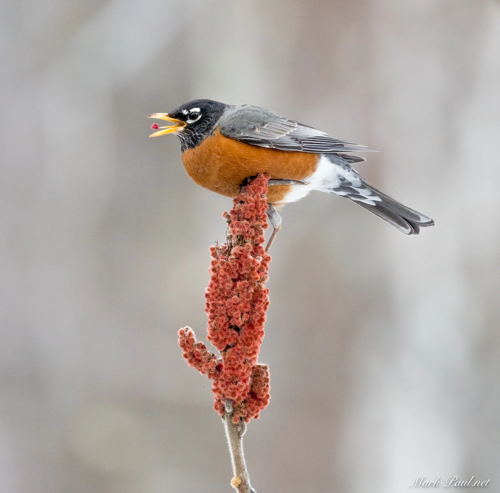 American Robin