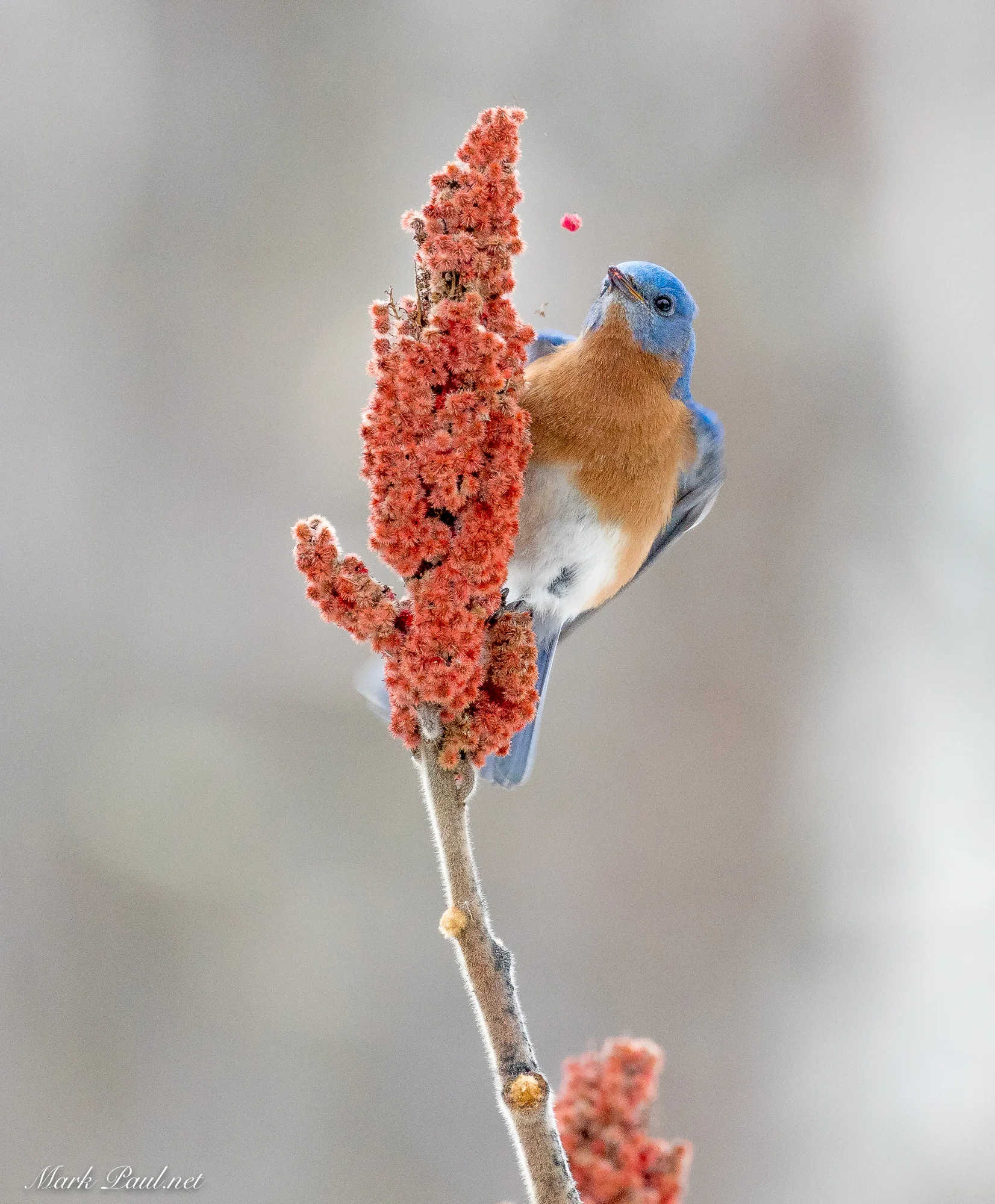 Eastern Bluebird