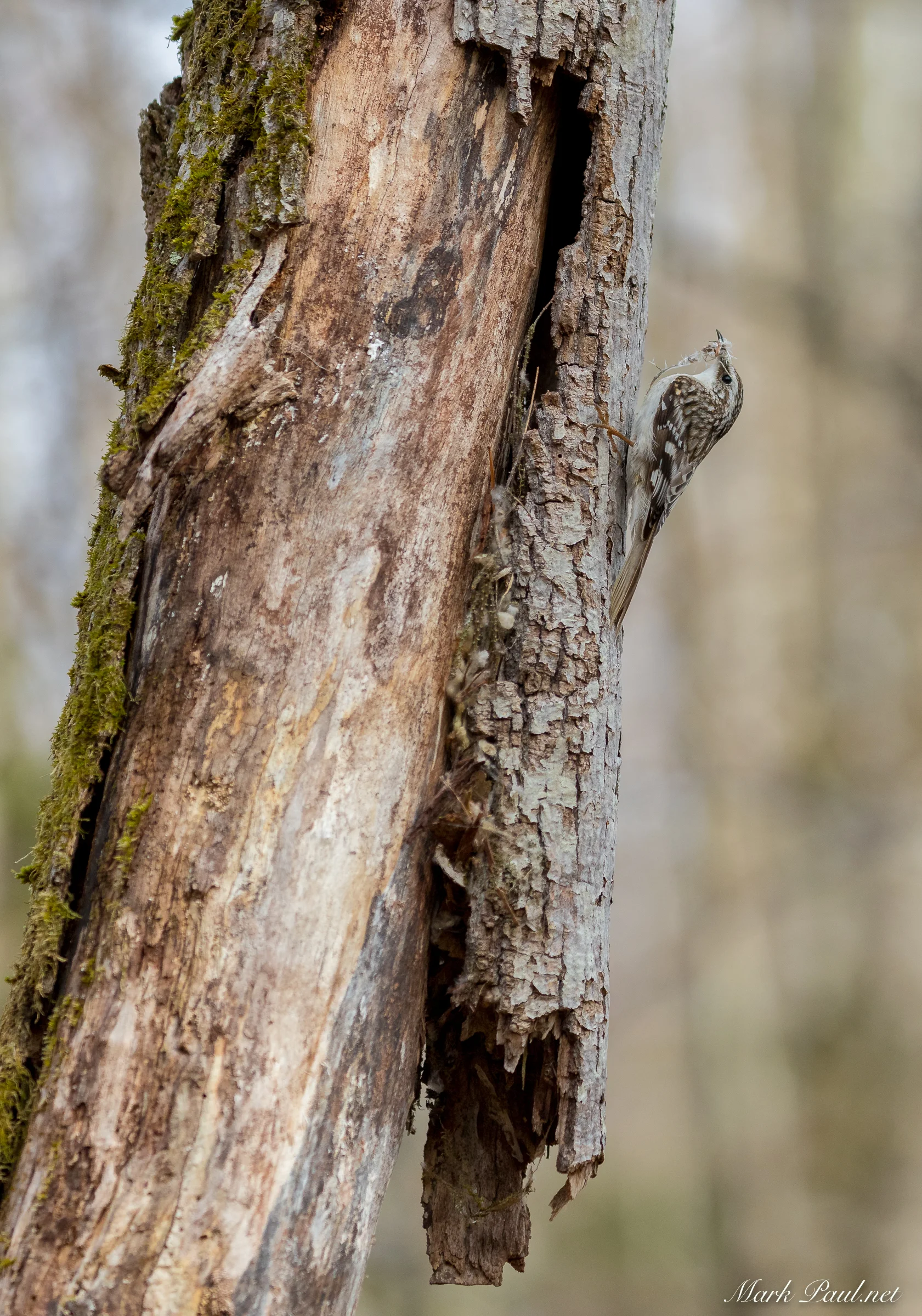 Brown Creeper building a nest
