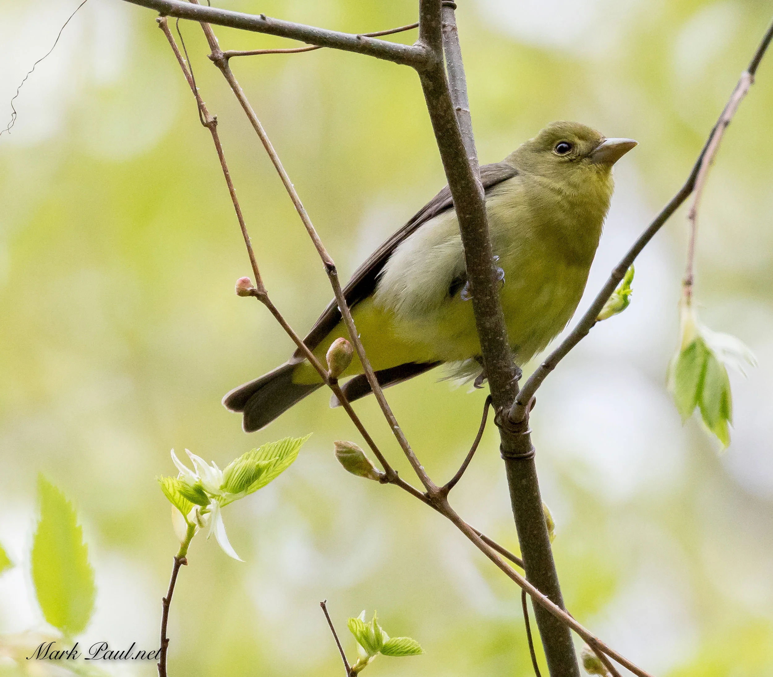 Female Scarlet Tanager