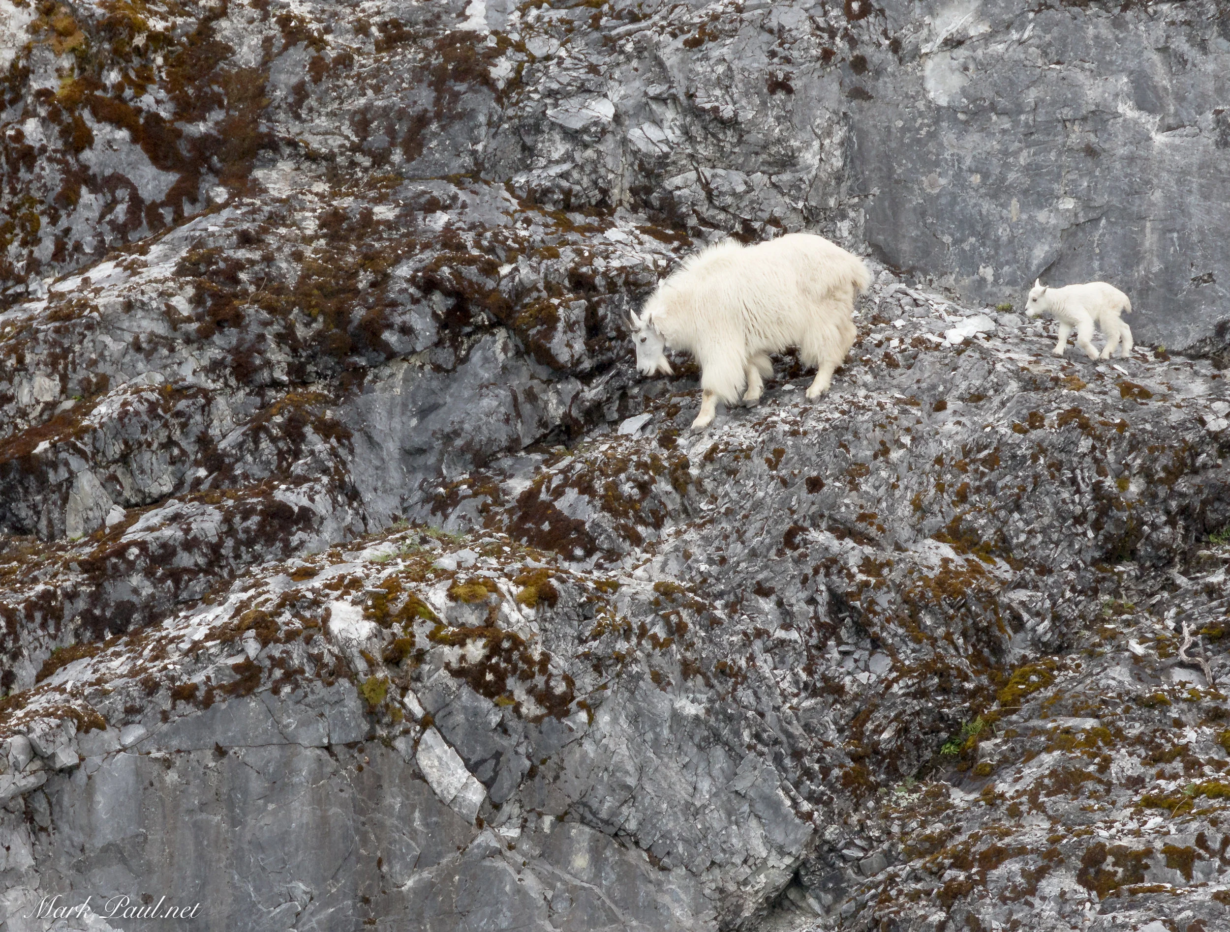 Mt. Goat, Alaska