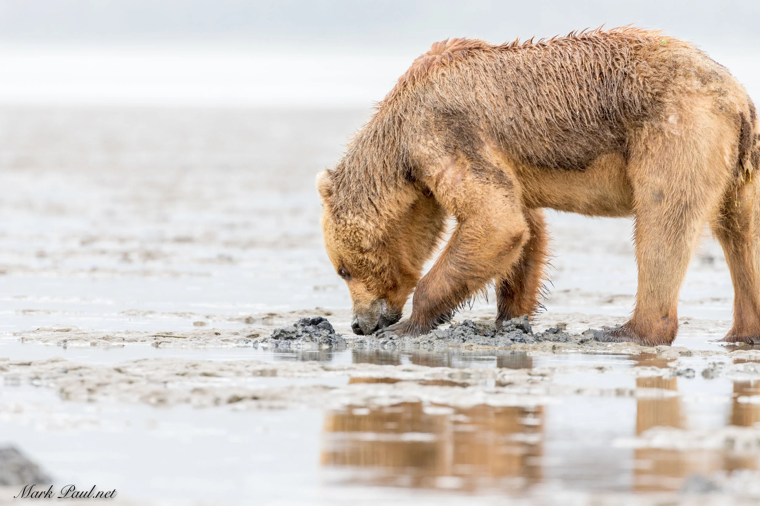 Clamming Brown Bear, Lake Clark, AK