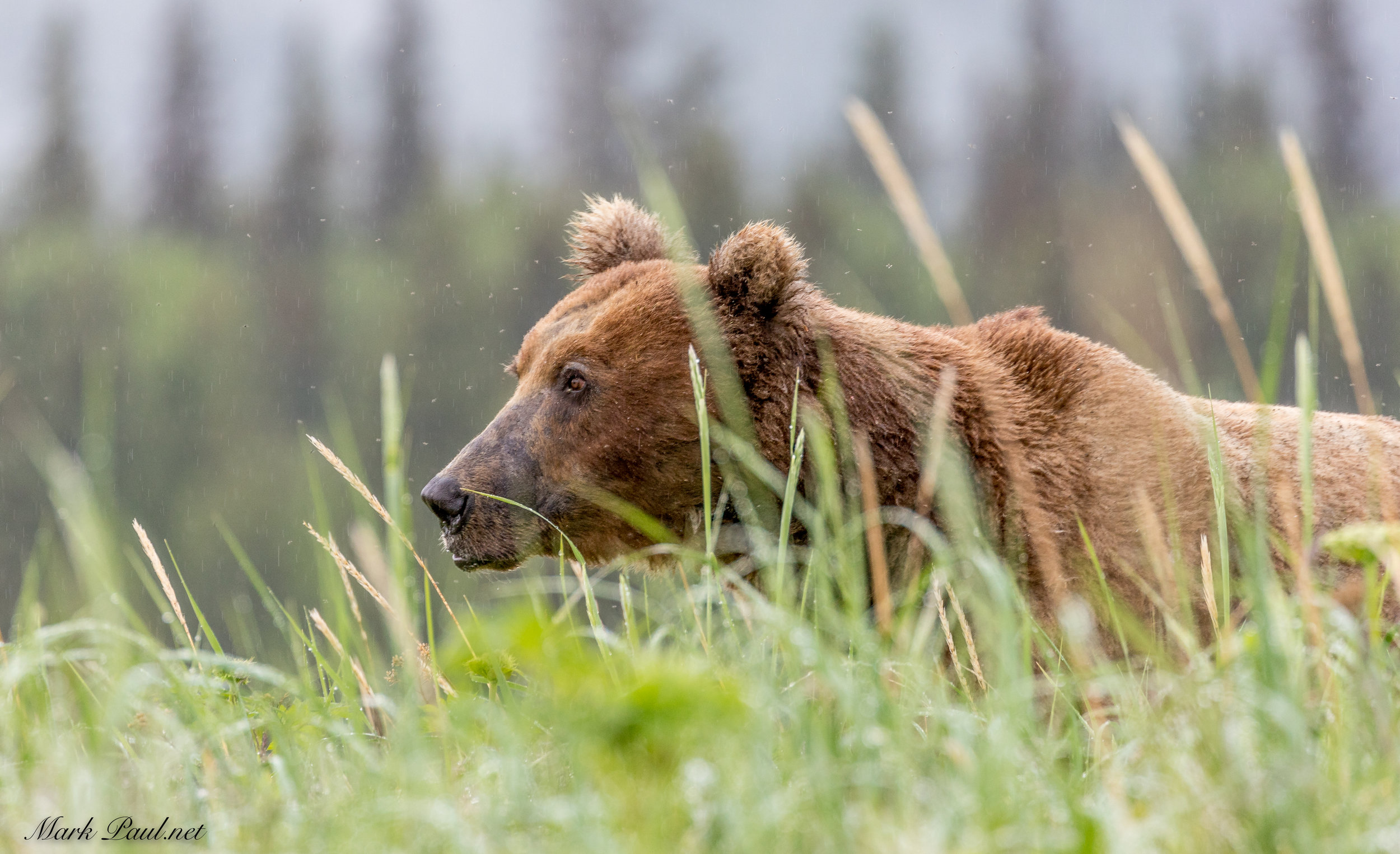 Alaska Brown Bear, Lake Clark