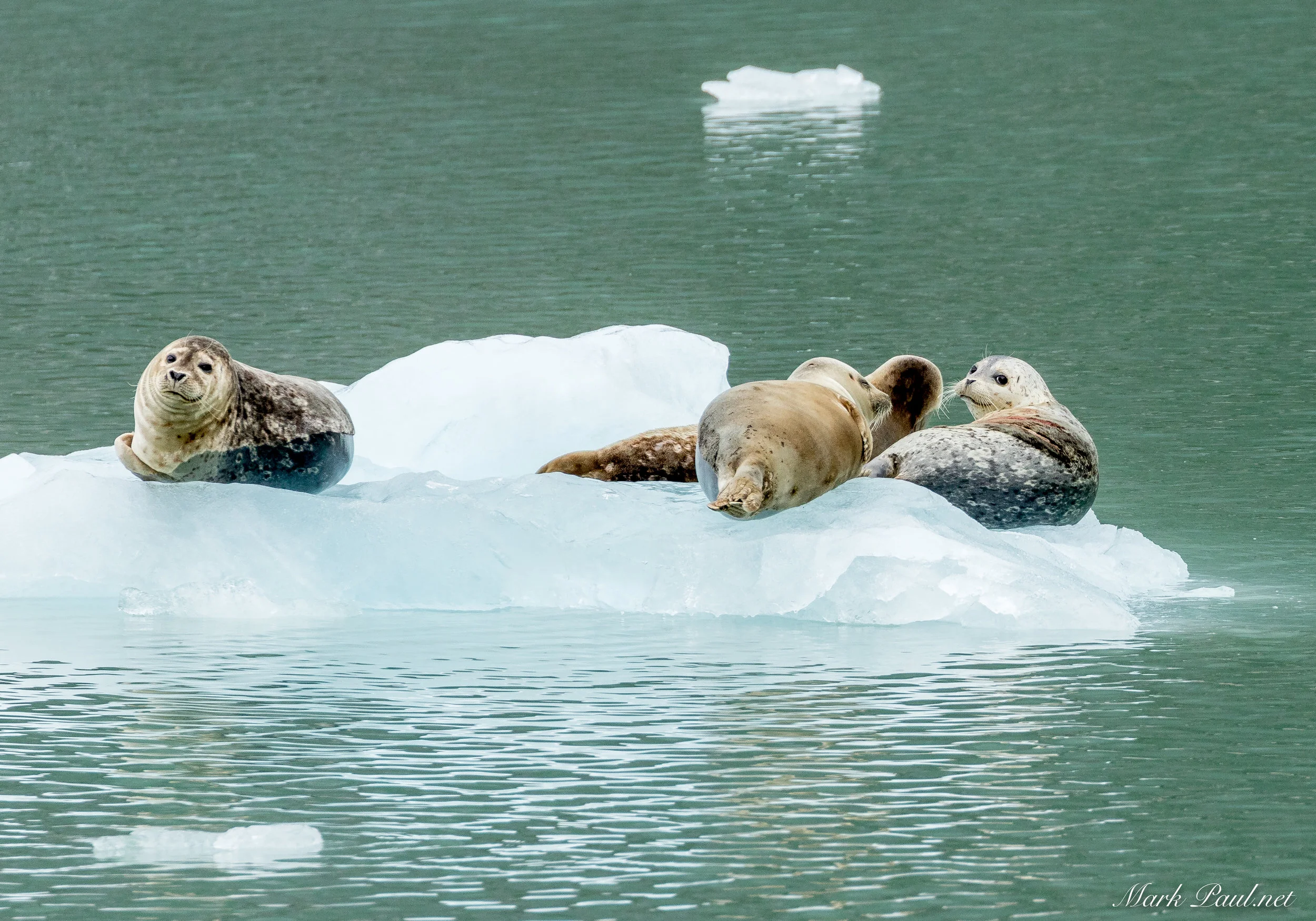 Harbor Seals, AK