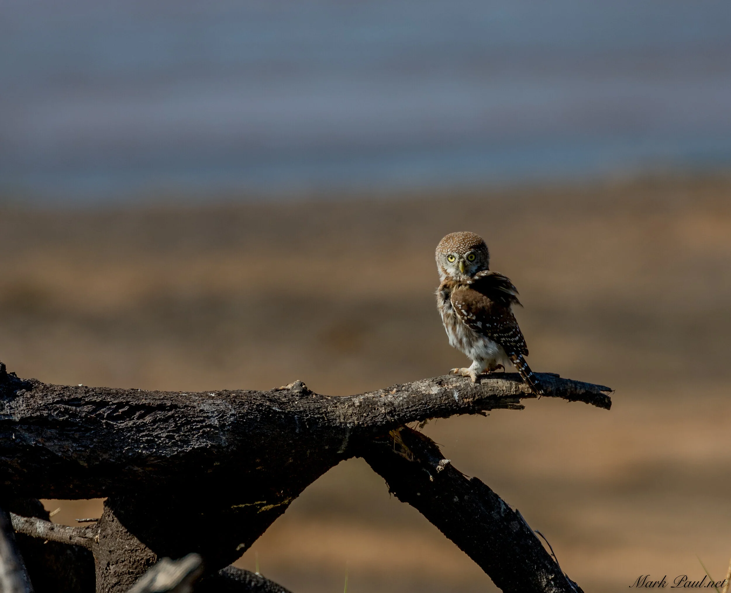 IMG_7985-1.jpg
