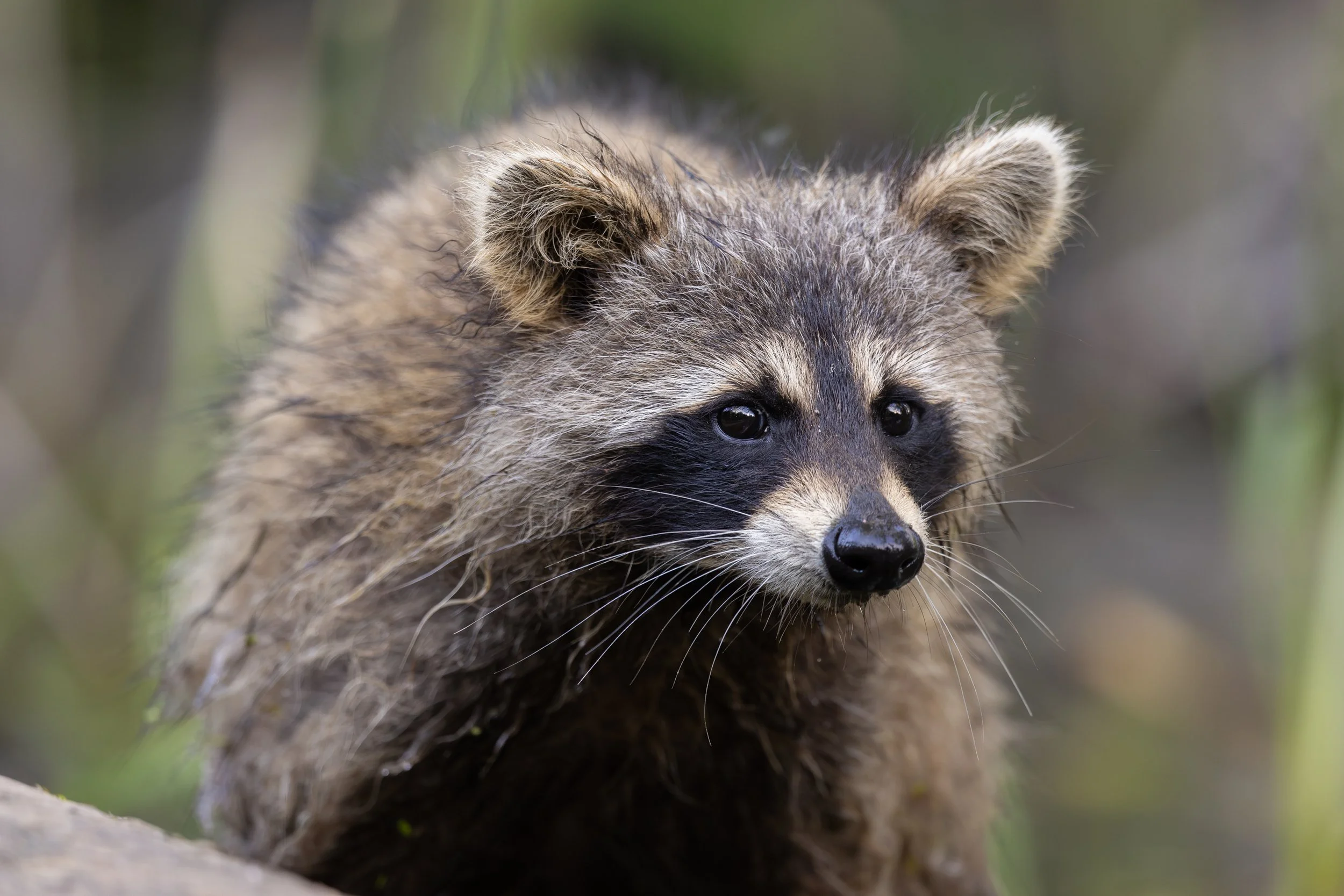 MarkPaulPhotography_Racoon1.jpg