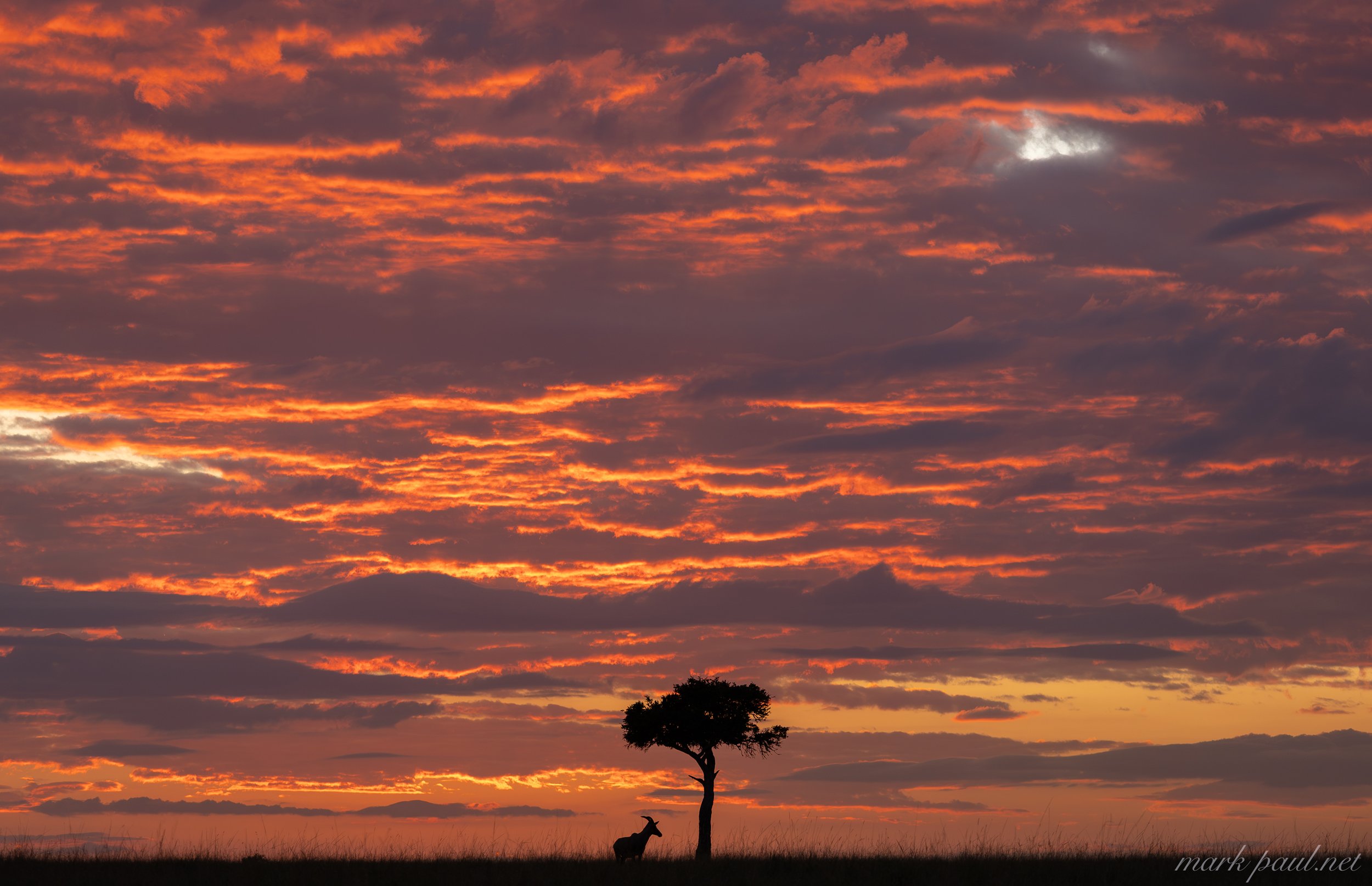Topi, Masai Mara
