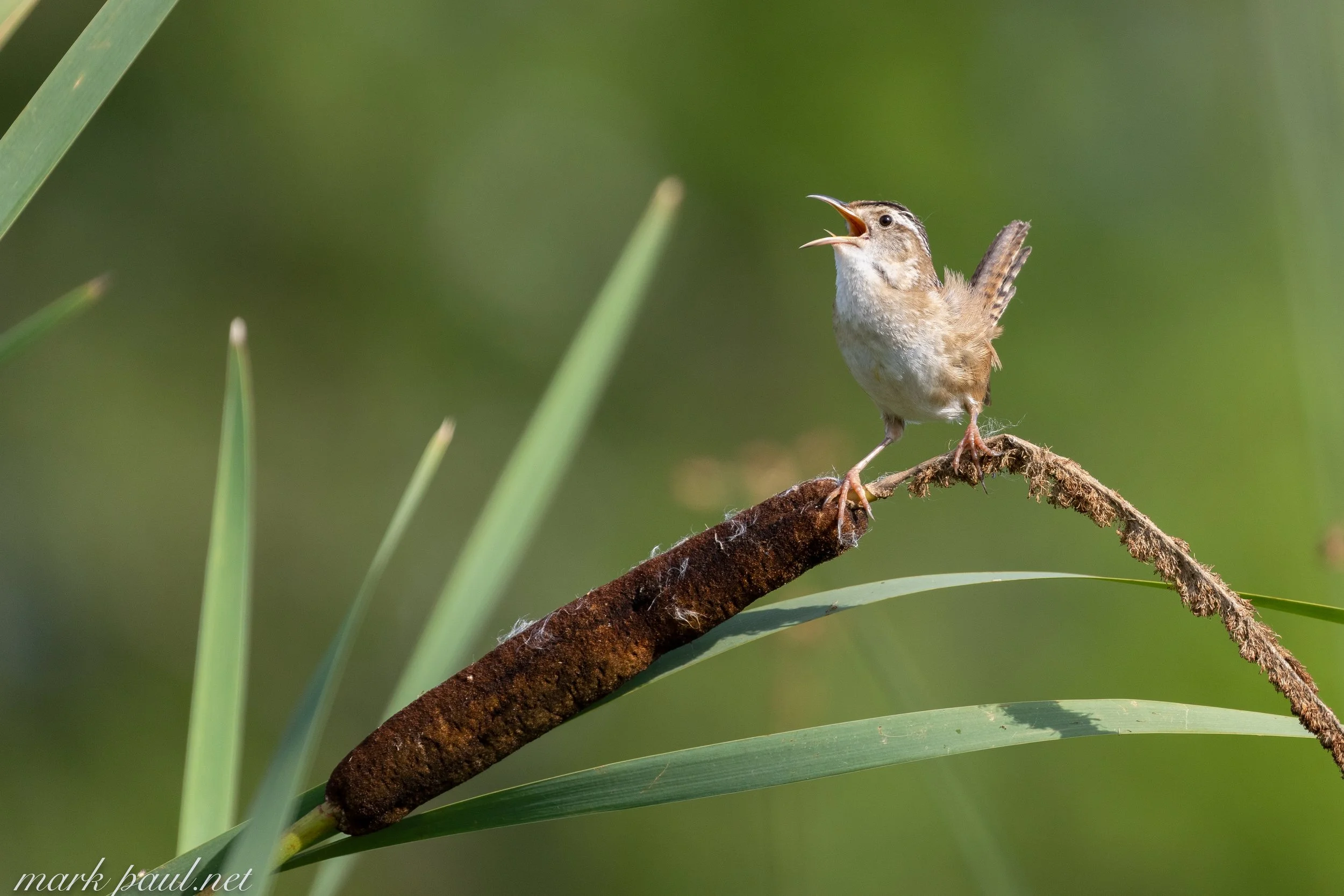 MarkPaulPhotography_MarshWren.jpg