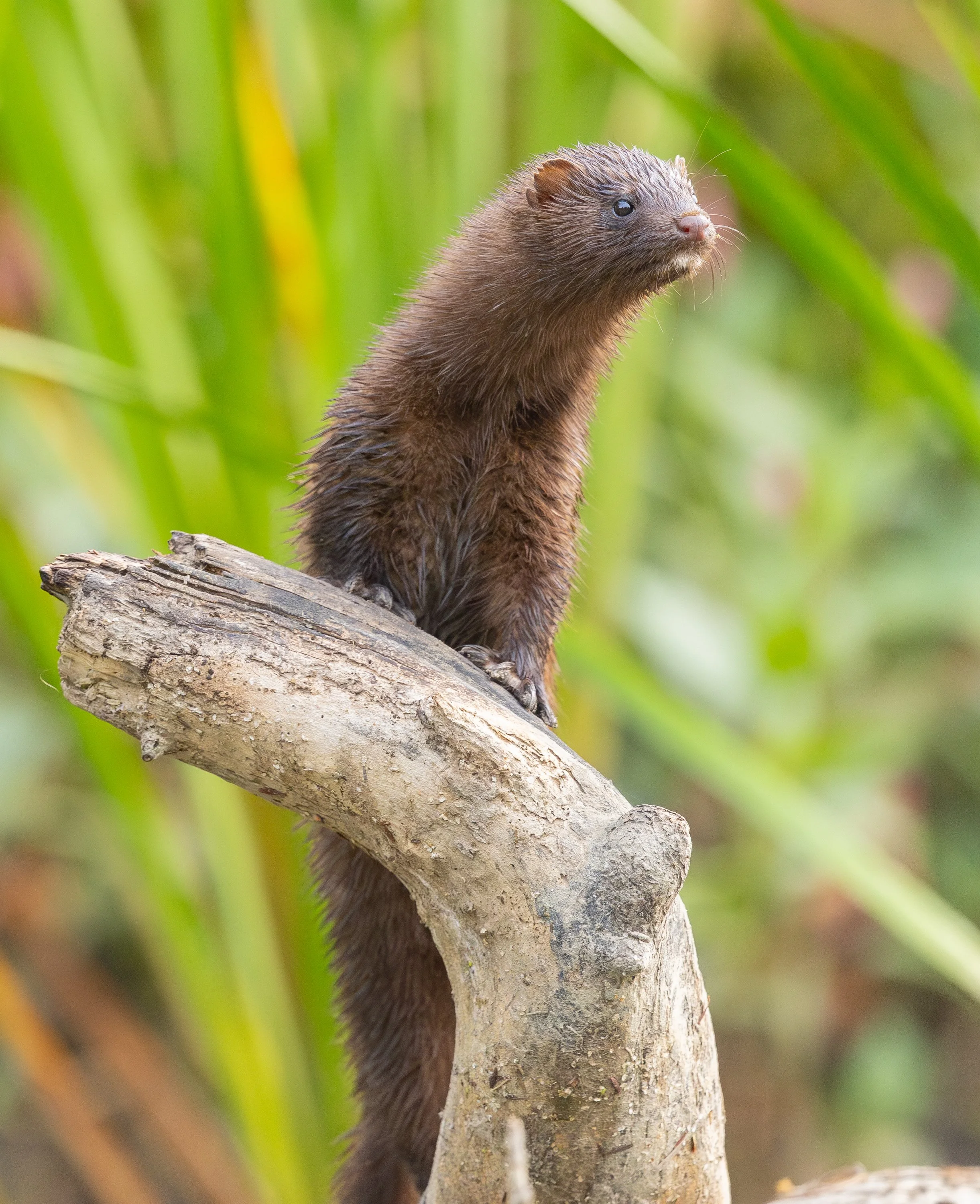 American Mink, VT