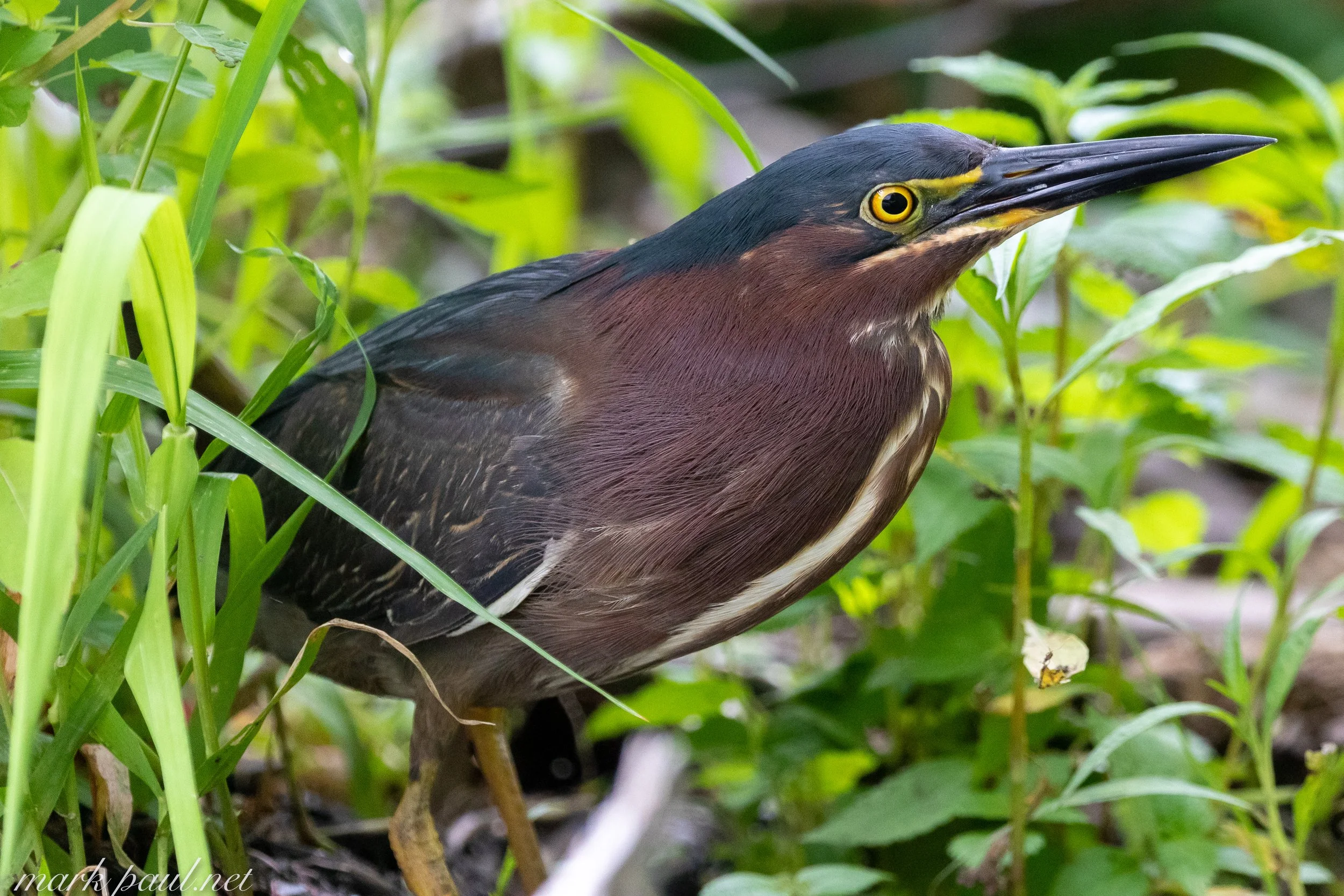 MarkPaulPhotography_GreenHeron.jpg
