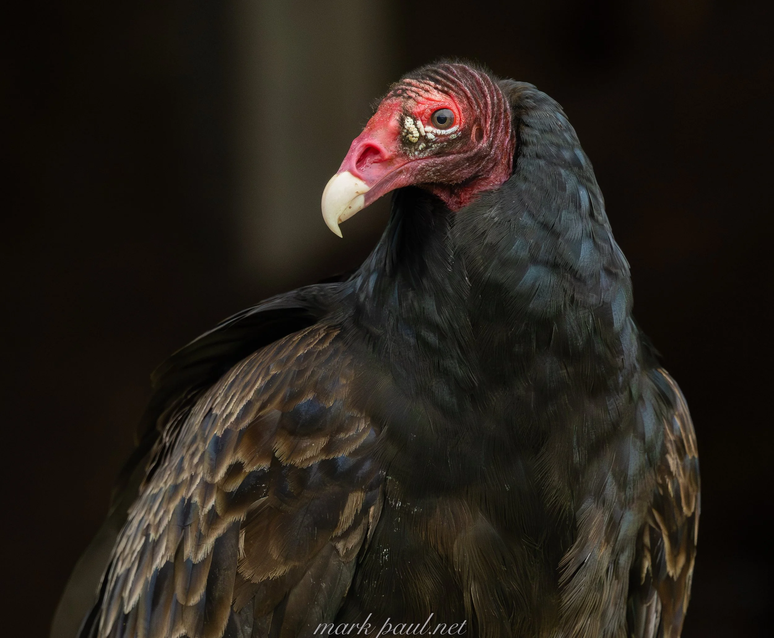 MarkPaulPhotography_TurkeyVulture.jpg