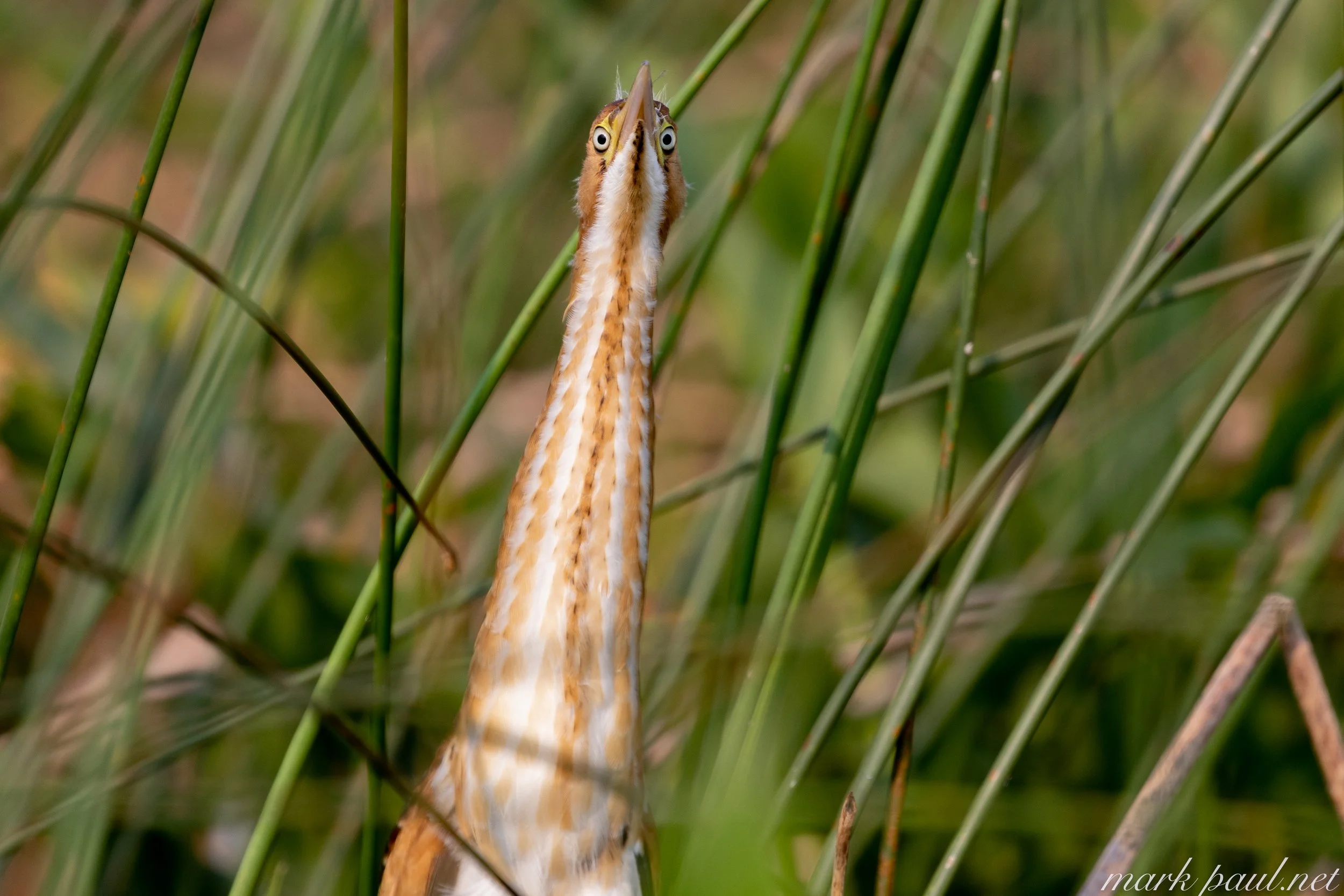 MarkPaulPhotography_LeastBittern.jpg