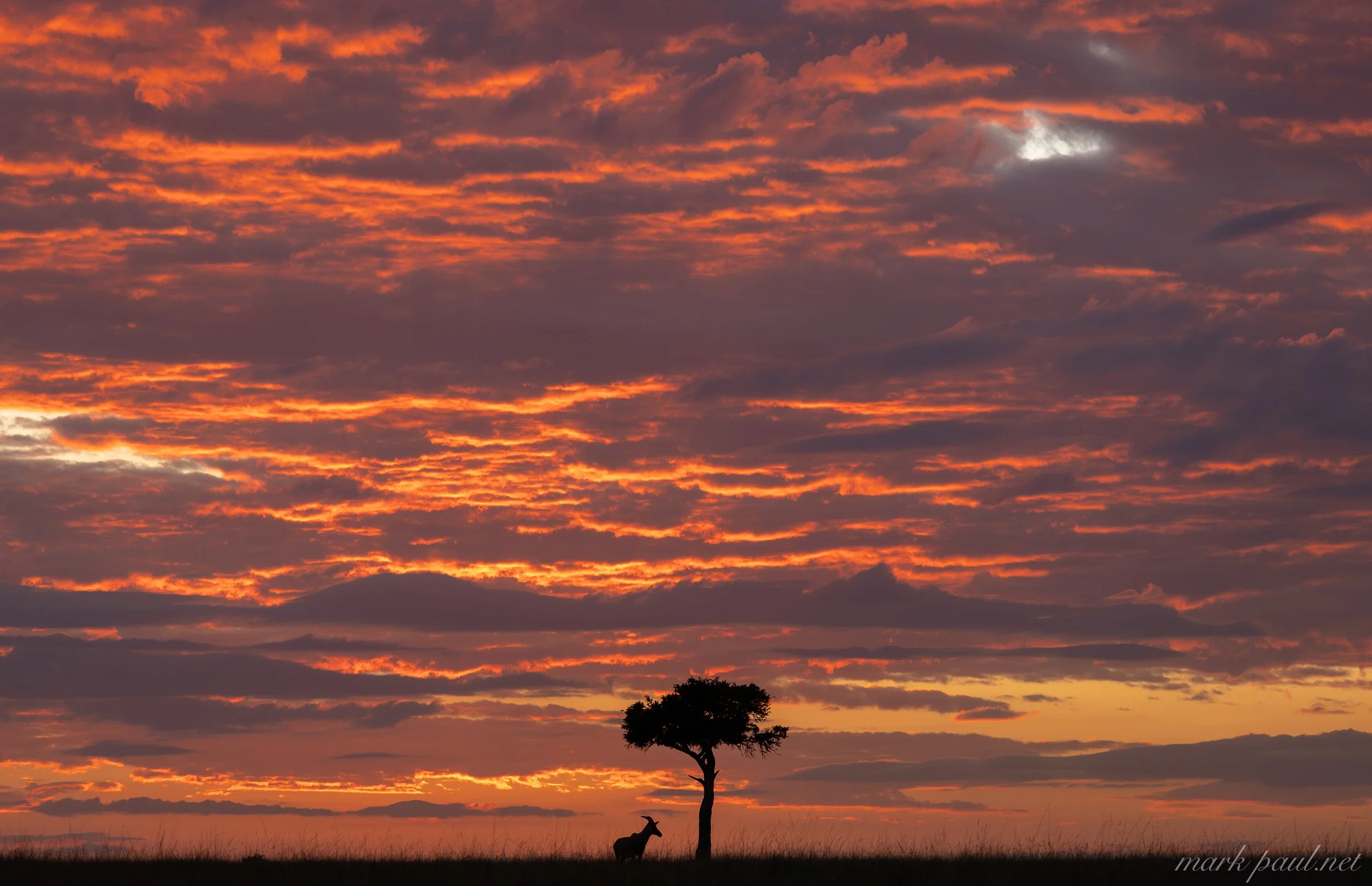 MarkPaulPhotography_MasaiMara.jpg