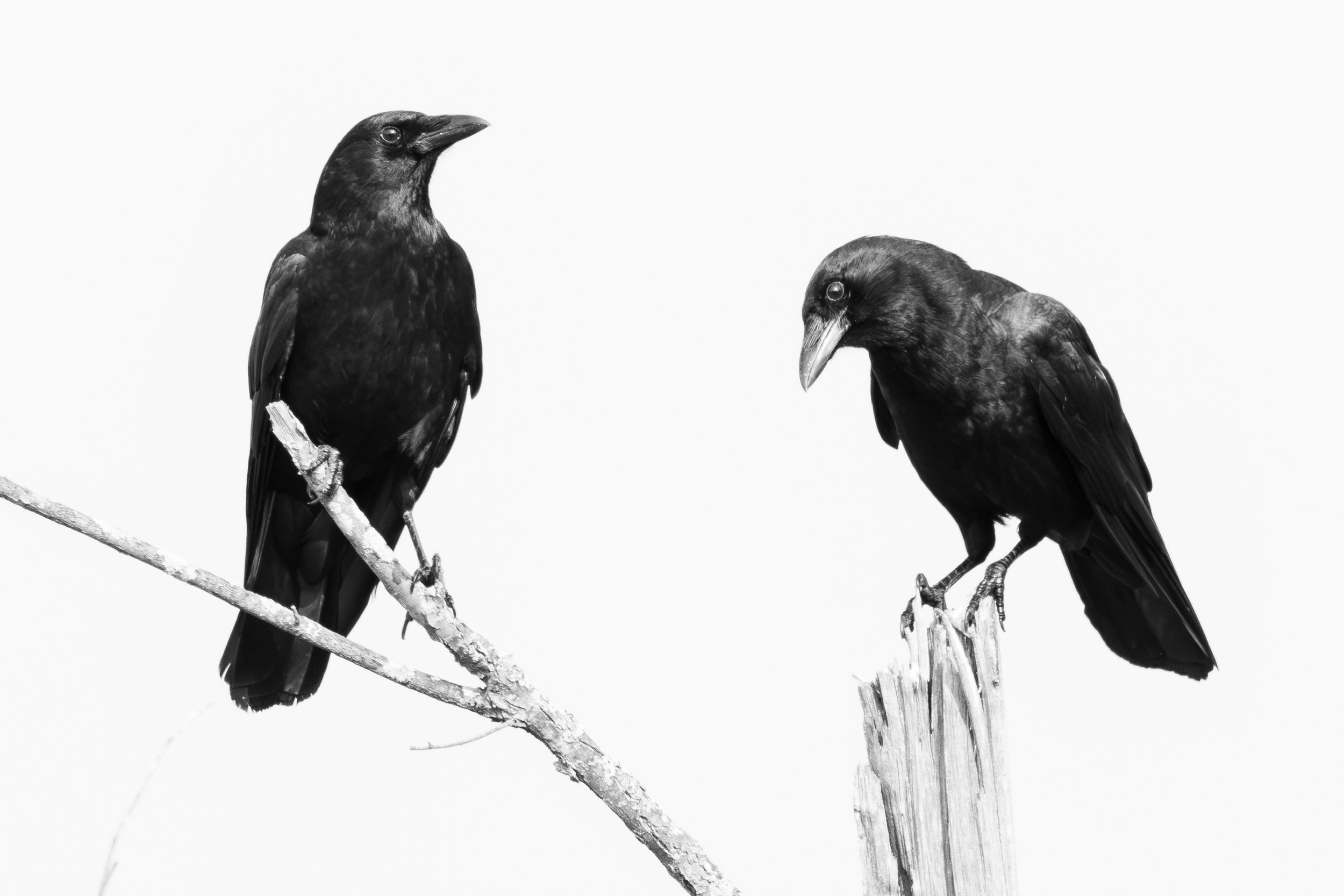 MarkPaulPhotography_Crow.jpg