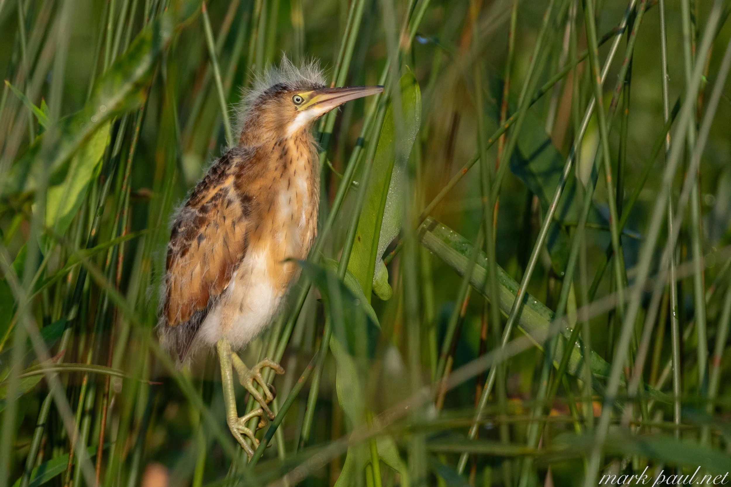 MarkPaulPhotography_LeastBittern2.jpg