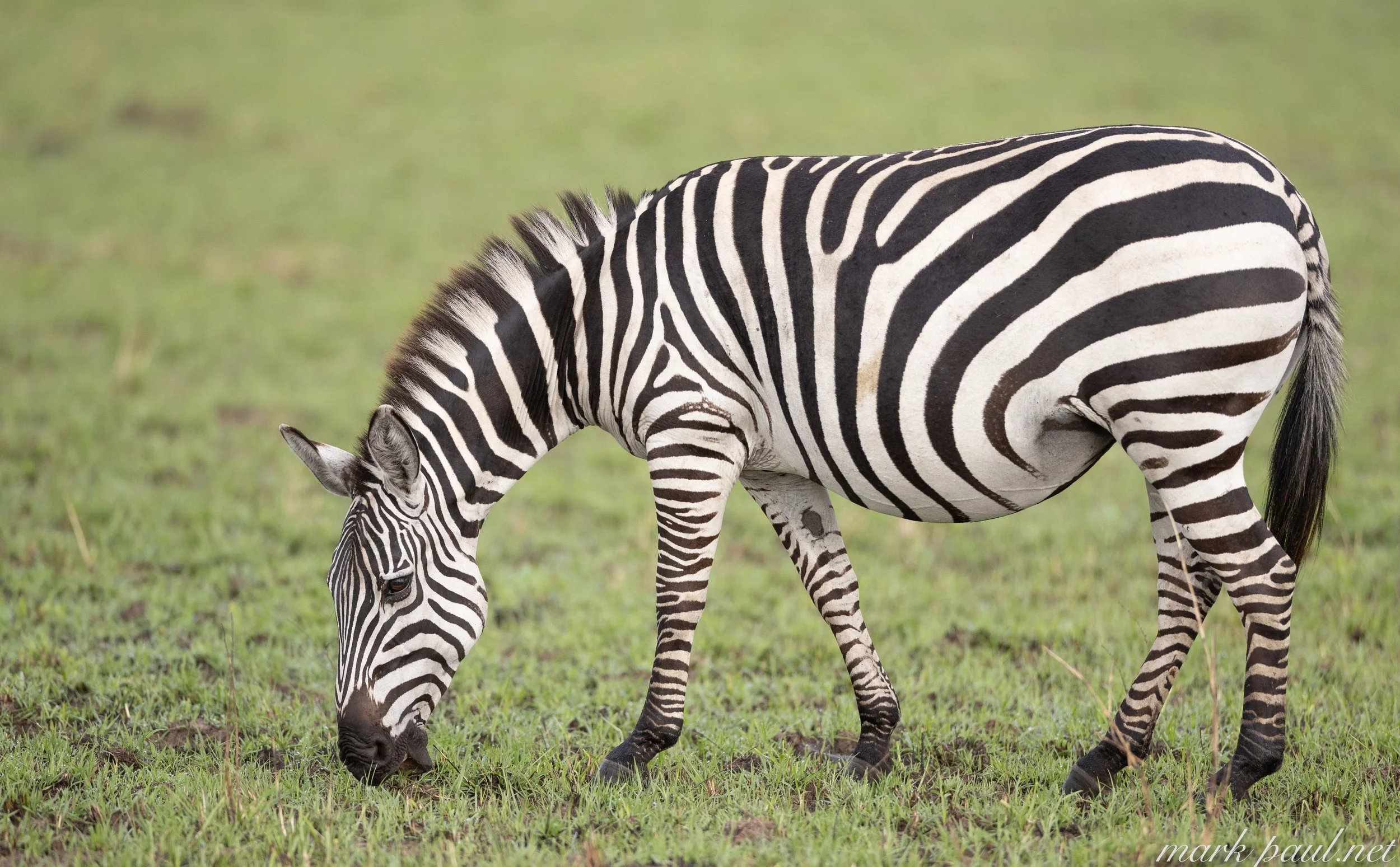 MarkPaulPhotography_Zebra.jpg