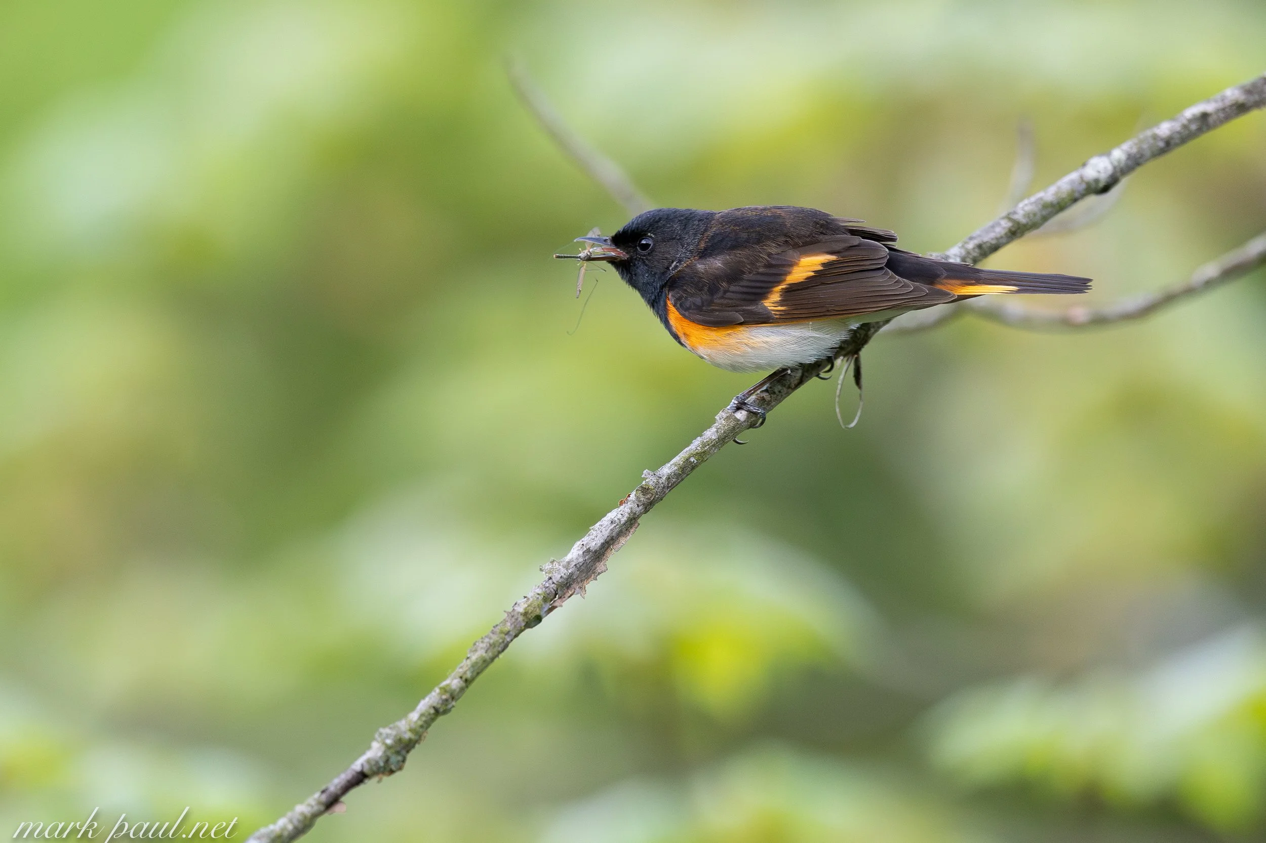American Redstart, VT