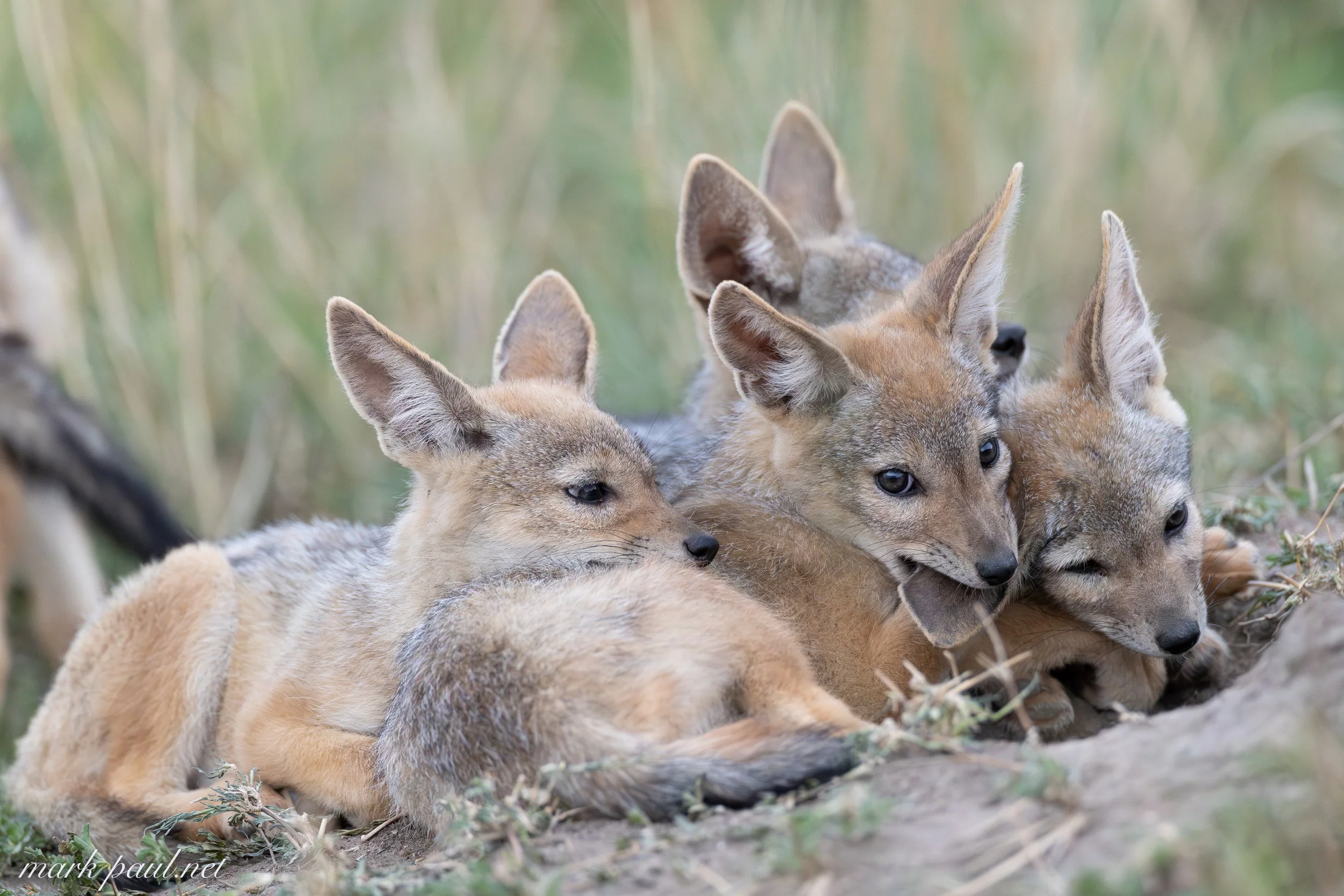Black-backed Jackel Kits, Masai Mara