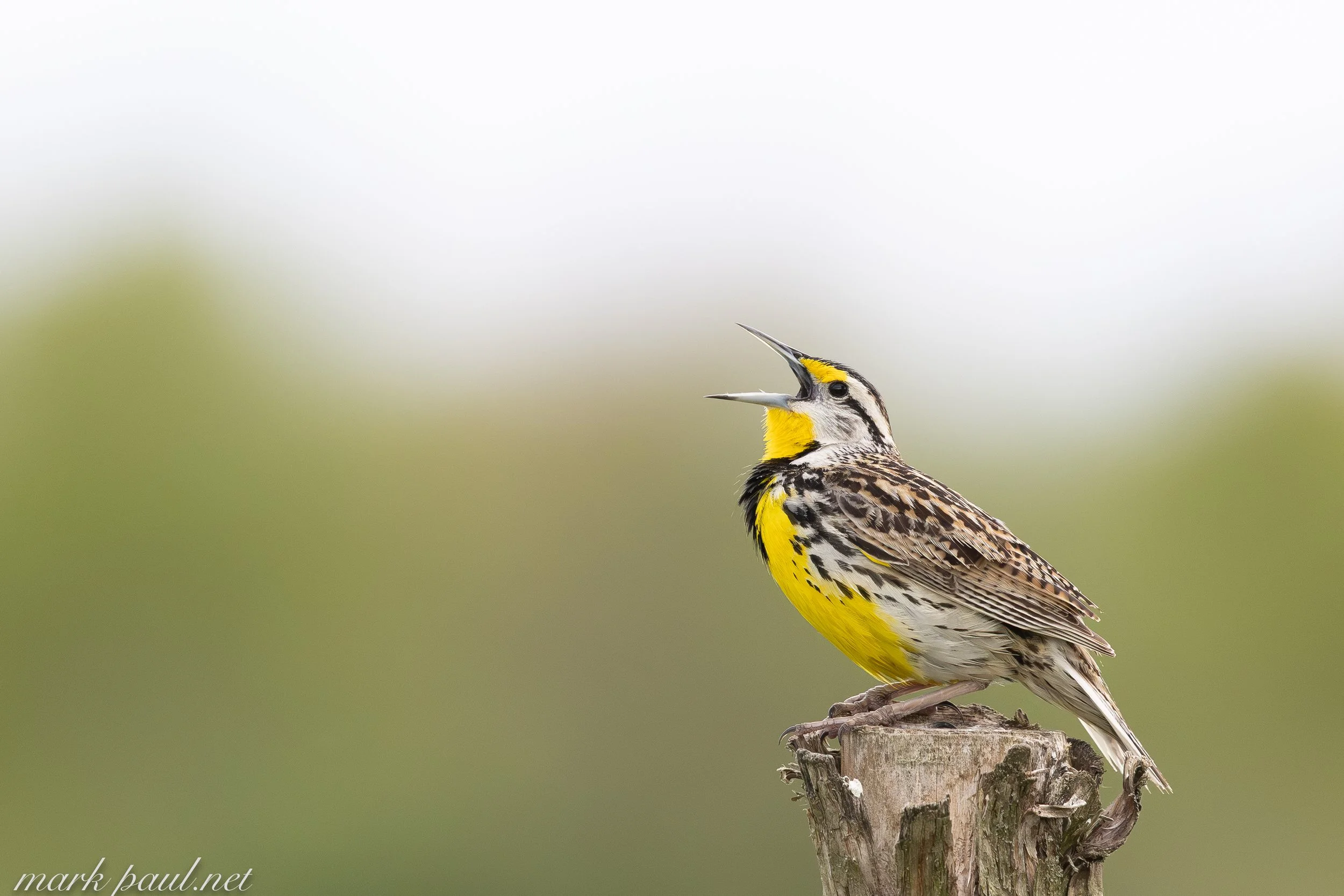 MarkPaulPhotography_EasternMeadowLark.jpg