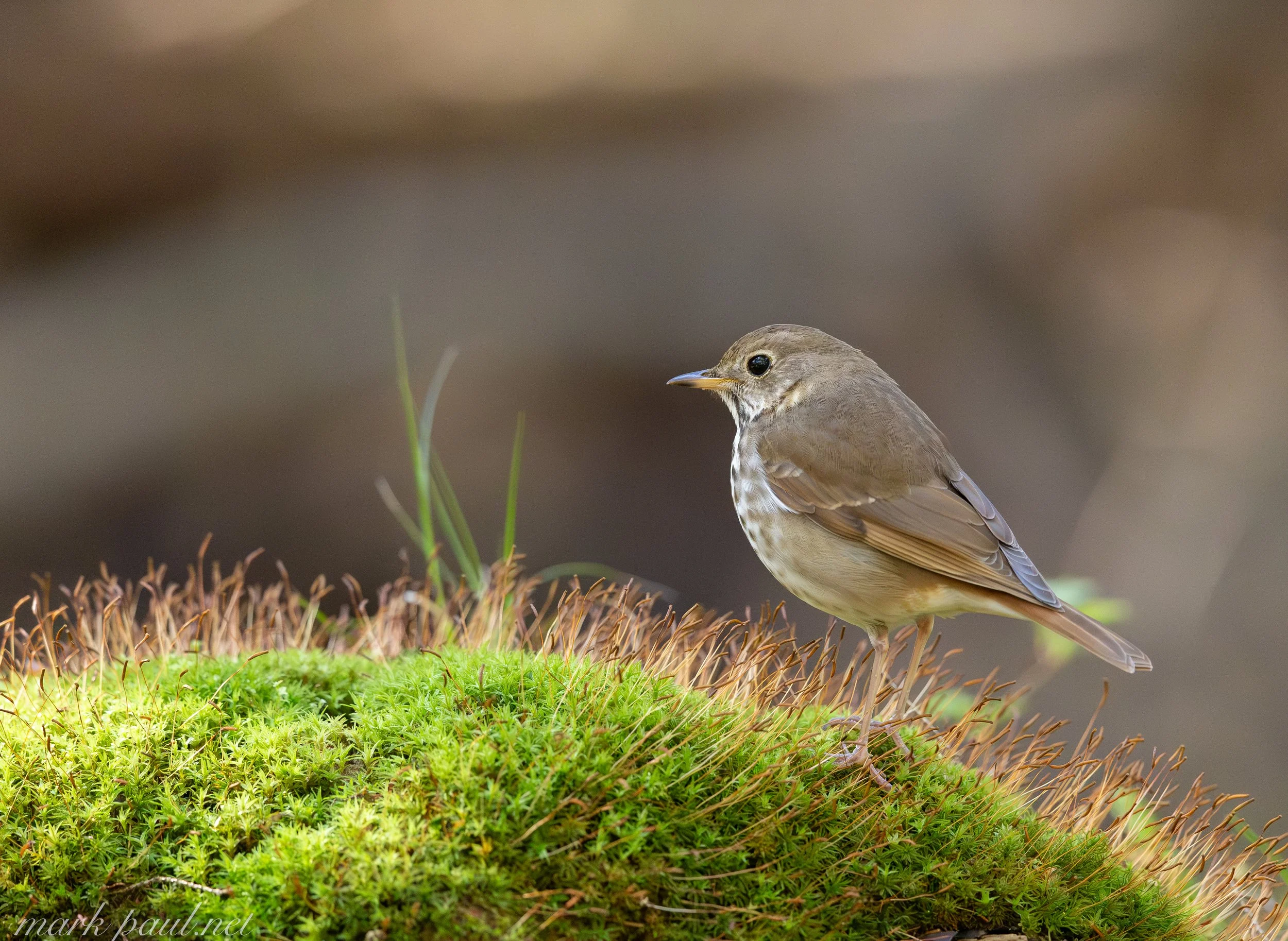 Hermit Thrush, VT